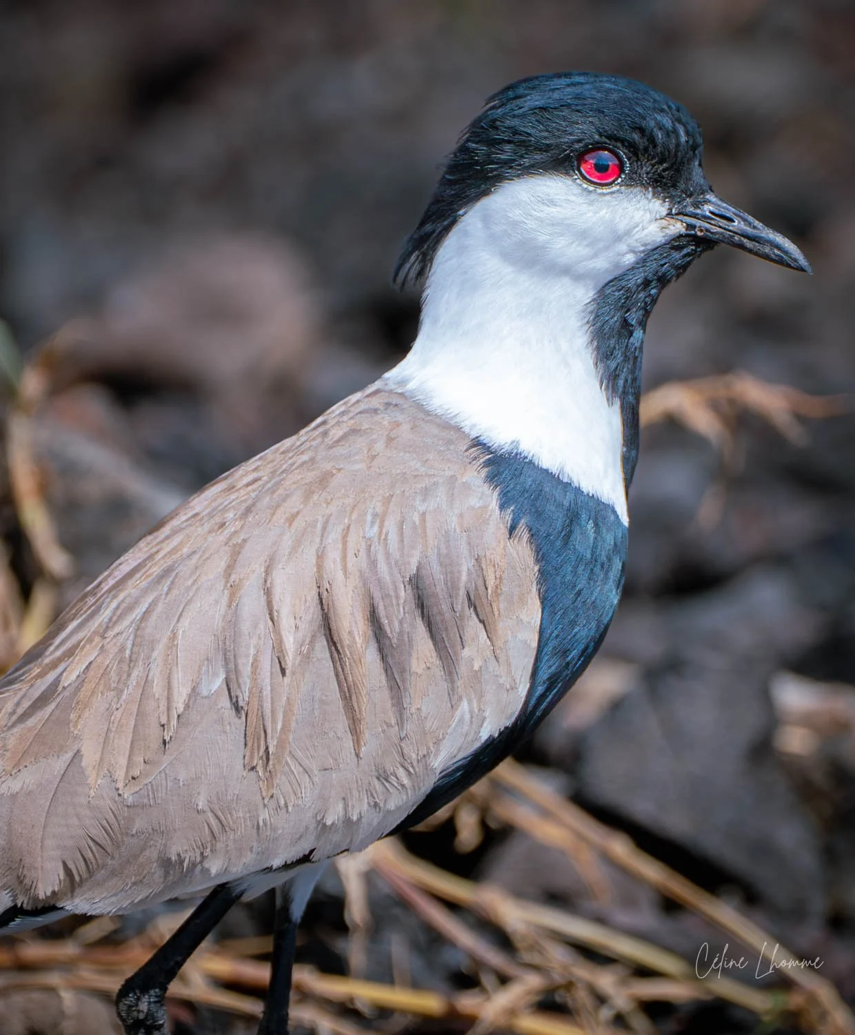 Close-up of a bird with a black and white head, red eye, beige body, and black legs, standing on ground with dried grass.