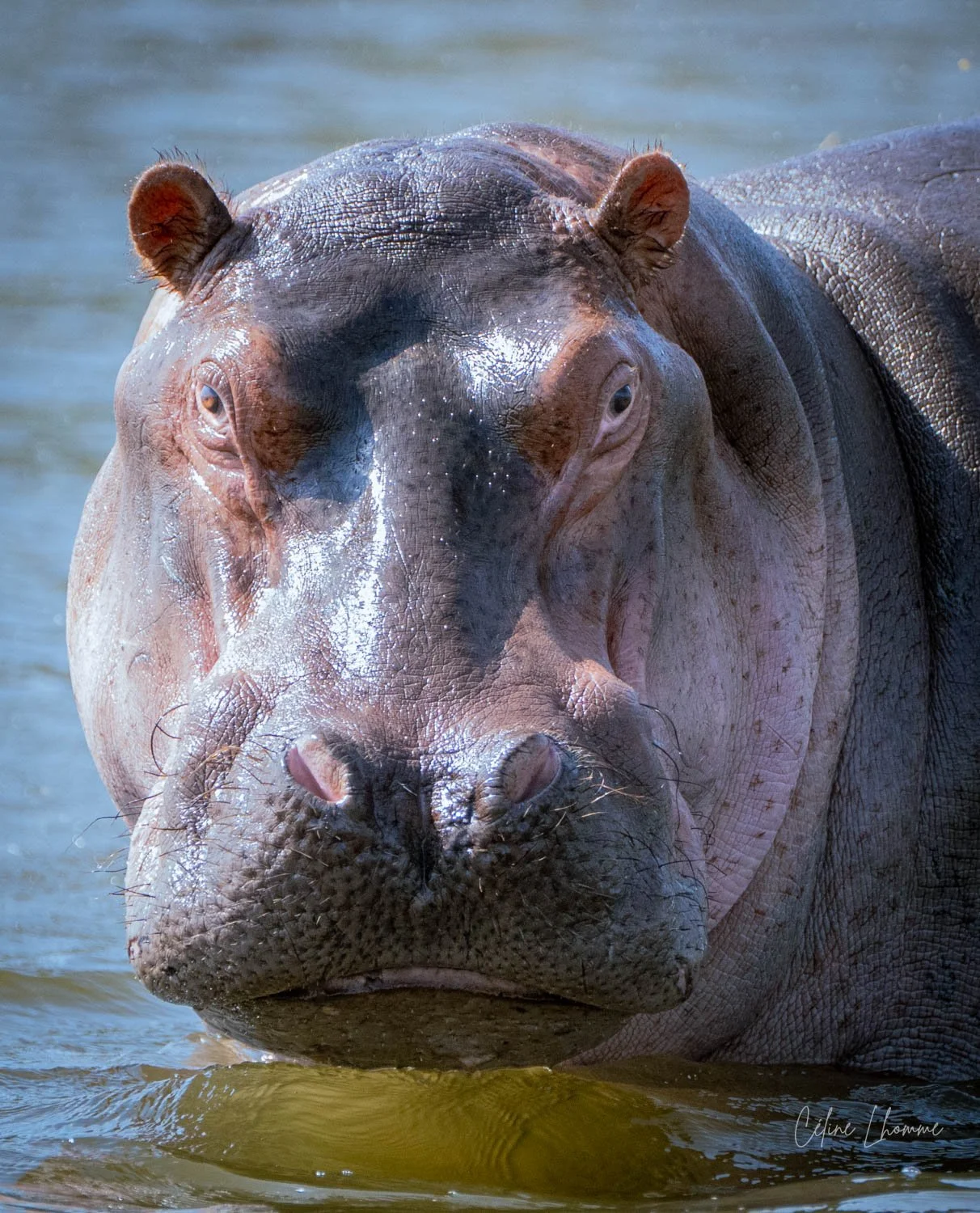 Close-up of a large hippopotamus partially submerged in water.