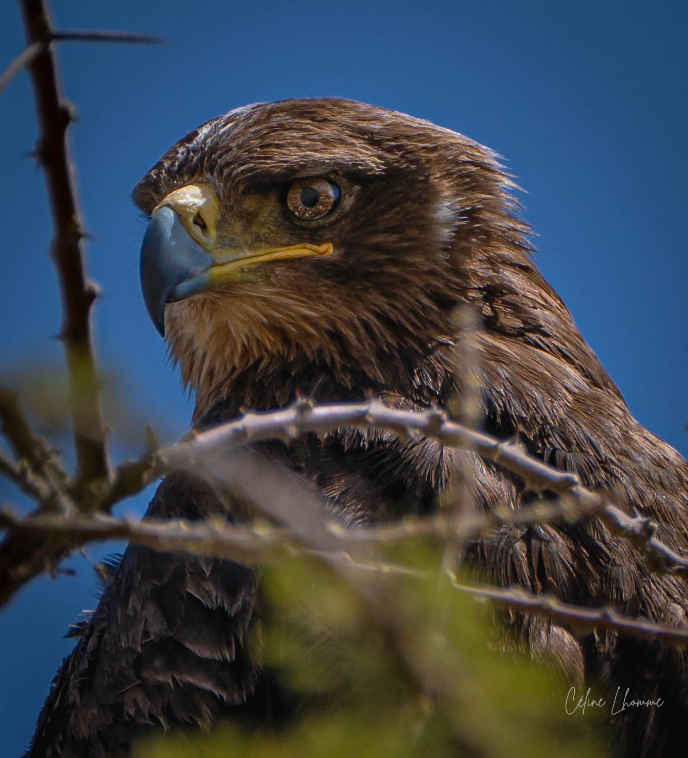 Close-up of a bird of prey, possibly a hawk or eagle, perched on a branch with a clear blue sky in the background.