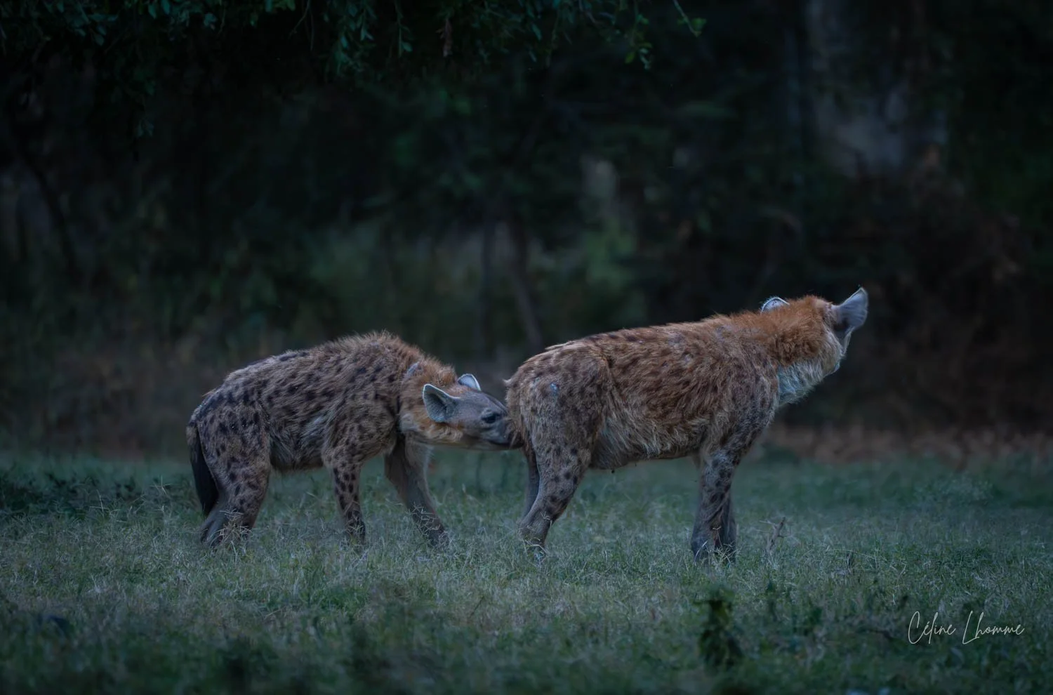 Two hyenas in a grassy area at dusk, one licking the other
