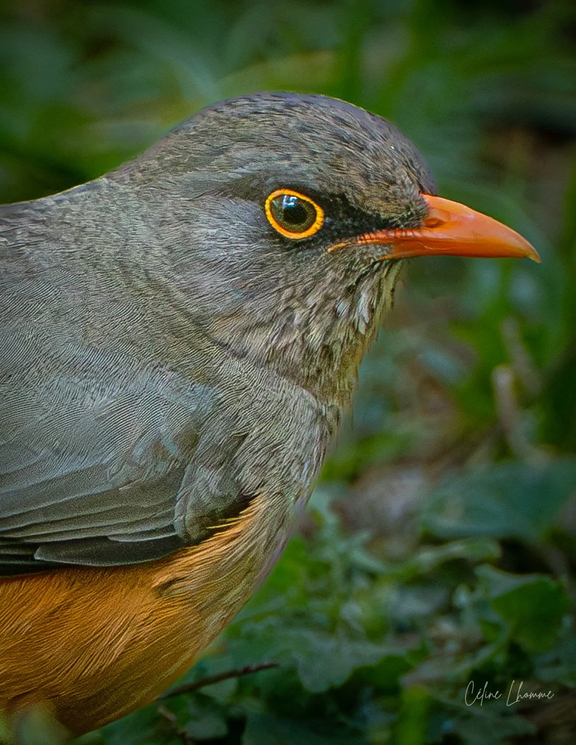 Close-up of a bird with gray and brown feathers, orange beak, and bright yellow-ringed eye, set against green foliage background.