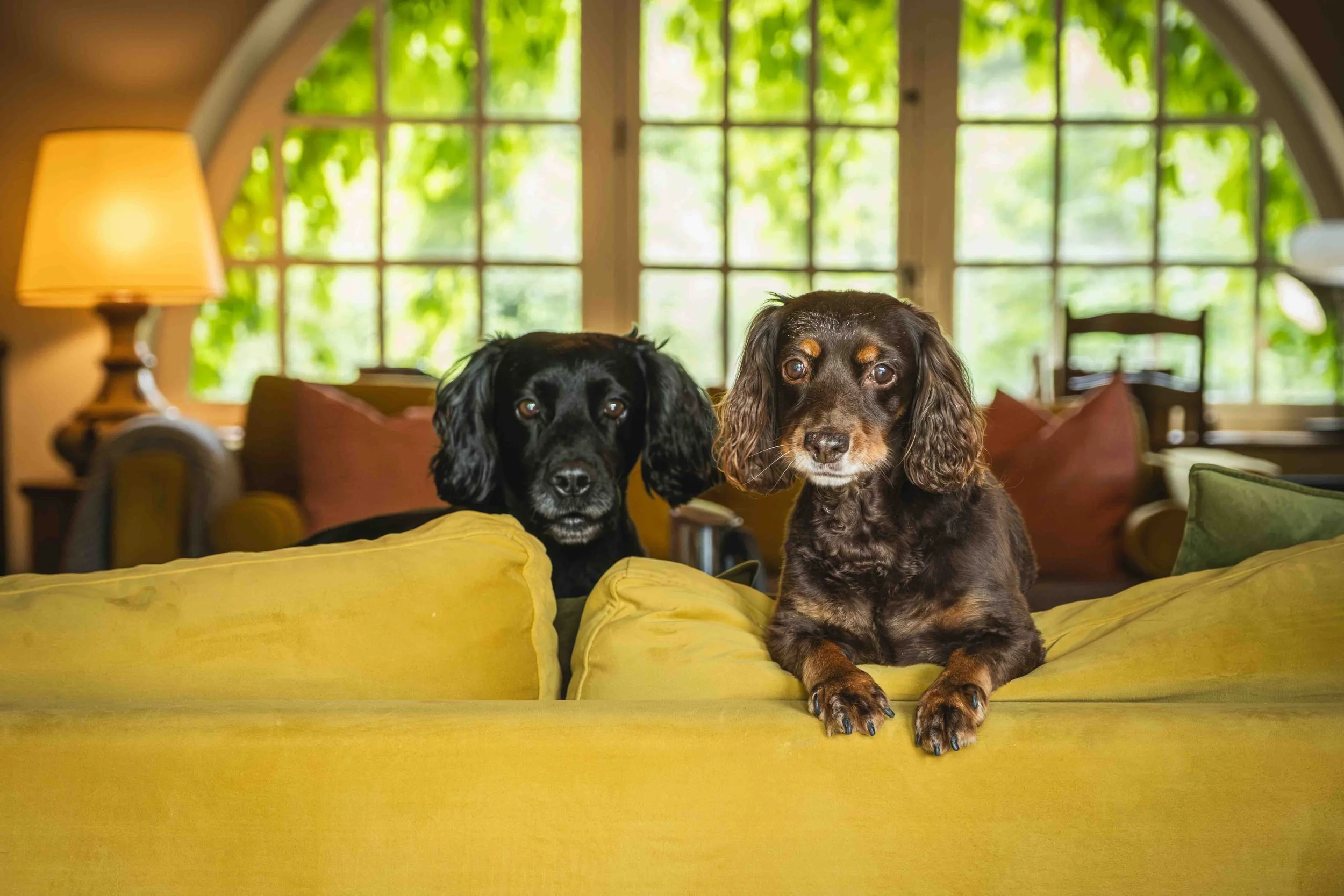 Two dogs sitting on a yellow couch in a living room with large windows and green trees outside. One dog is black with long ears, and the other is brown with long ears.
