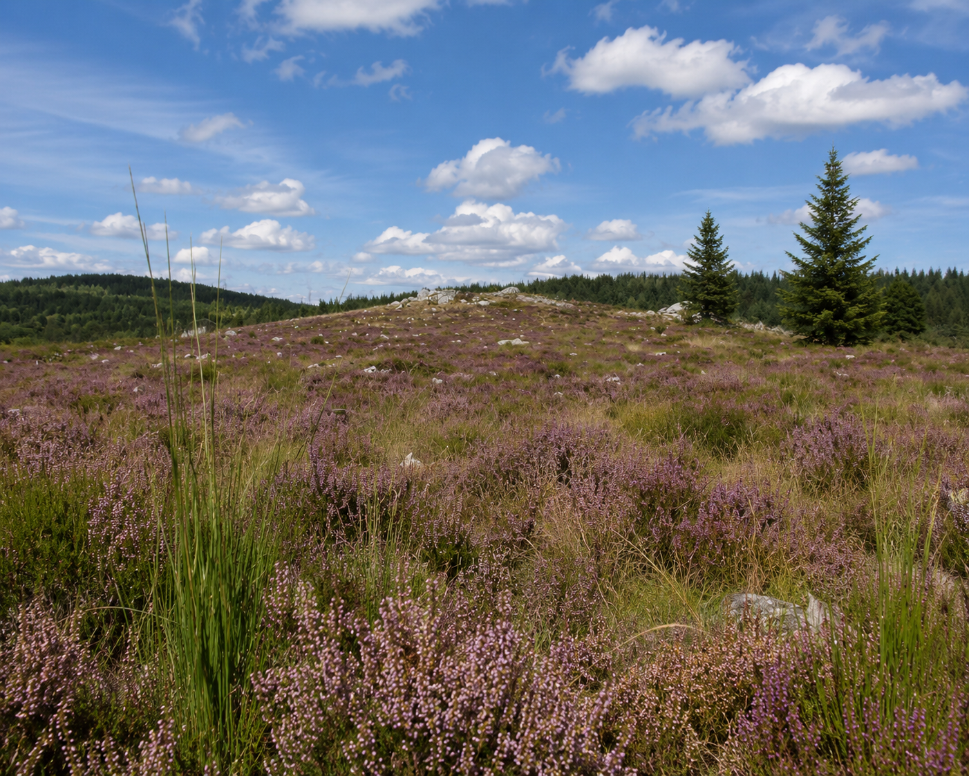 A scenic landscape of a field covered with purple heather plants, two evergreen trees, a blue sky with scattered clouds, and a distant forested hill in the background.