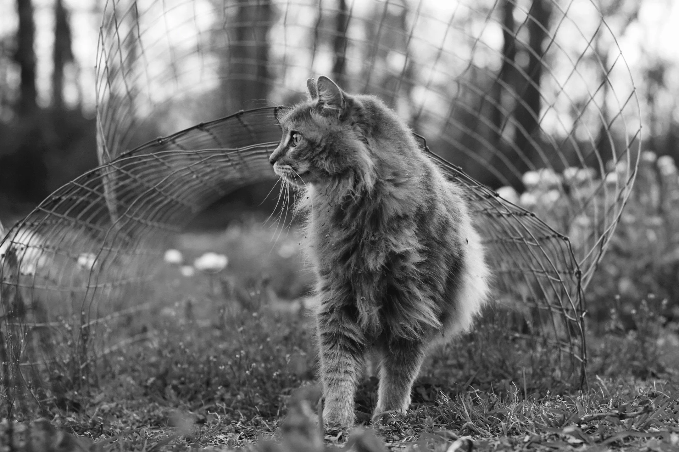 Last month, we said see you later to one of, if not the original, napping cat. 

Whisper has been around since my middle school years, I believe. 

Rescued with his tabby sister, Casey, while my parents were out on a bike ride. Long gray fur, green e
