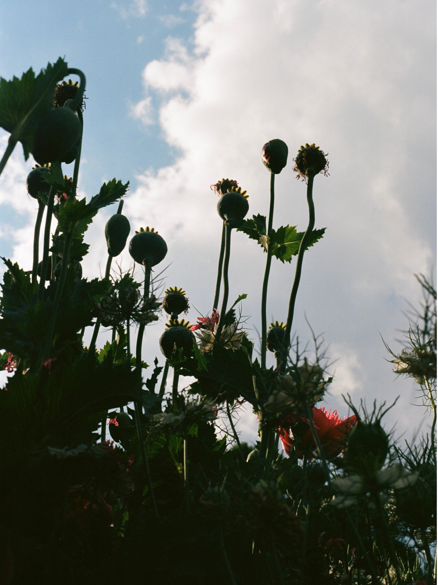 Spring, romanticized. 

Plugs (baby spring plants) will start to arrive next month. ~I&rsquo;m~ still mentally in fall since I have 8 weddings left in my season.  But farmers have already ordered for next year!!

#knoxvilleflorist #knoxvilleflowerfar