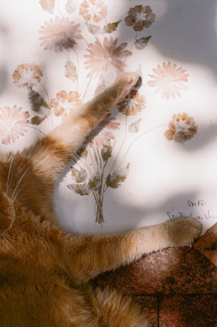 657642ED-F049-4B8B-9D9F-3AFEF111B9C4_1_105_c.jpeg