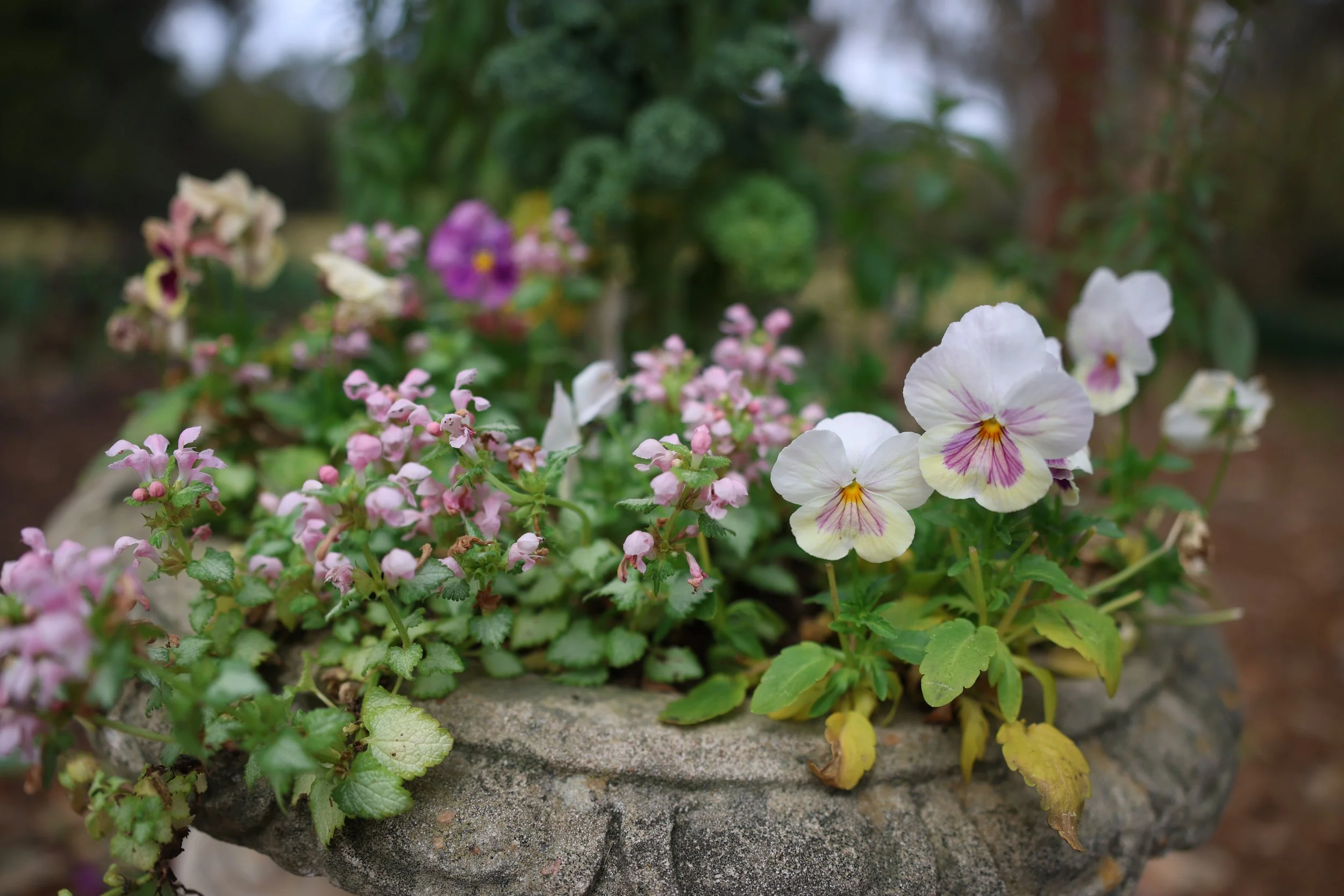 A close-up of various small flowers, including purple, pink, and white blossoms, growing on a rock in a garden.
