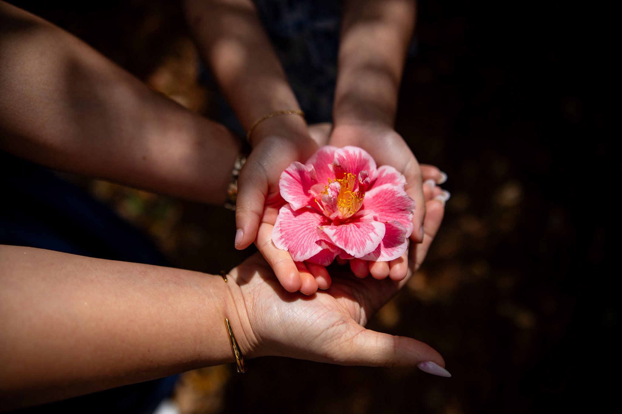 Two hands holding a pink flower