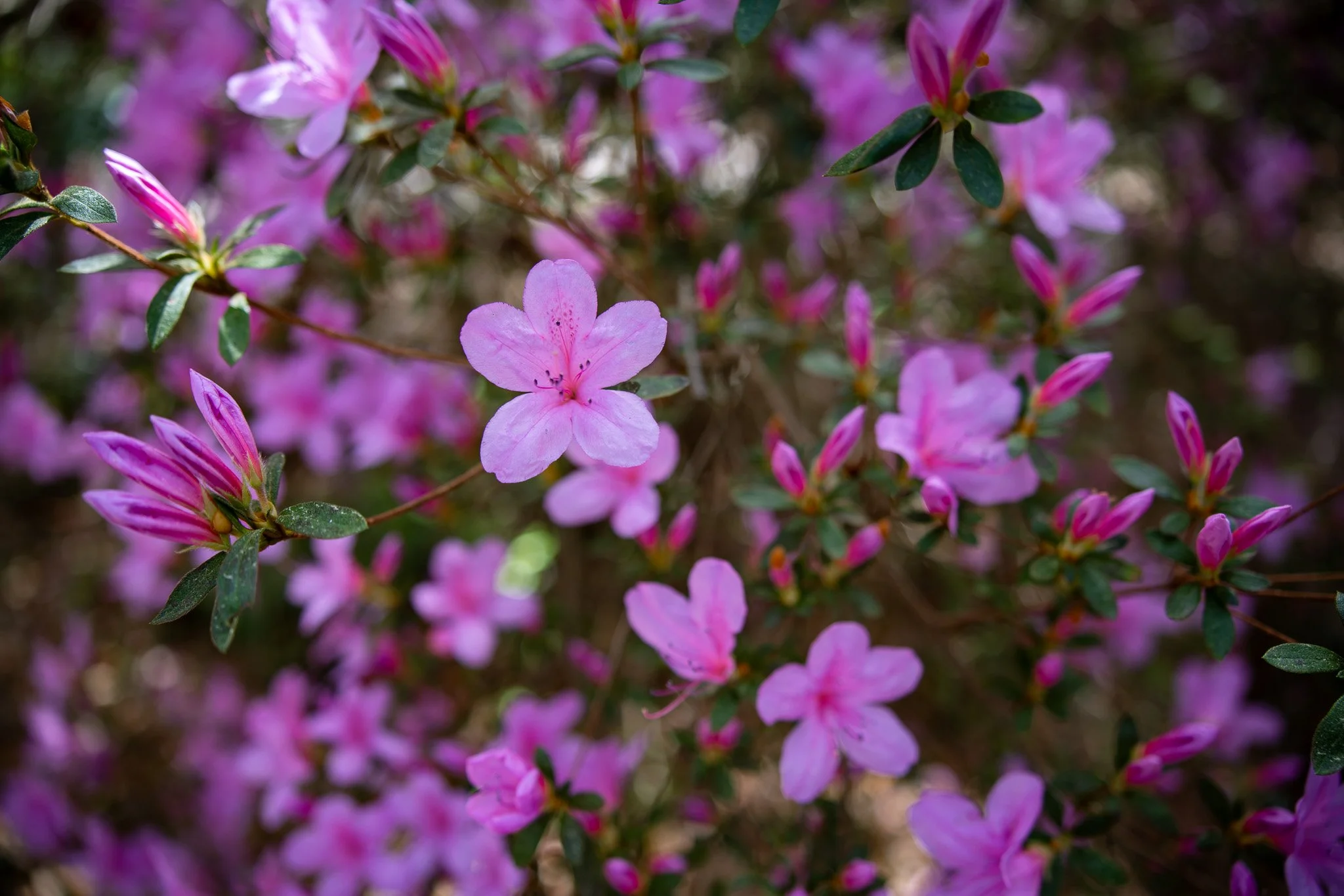 Close-up of pink and purple azalea flowers and green leaves in a natural setting.