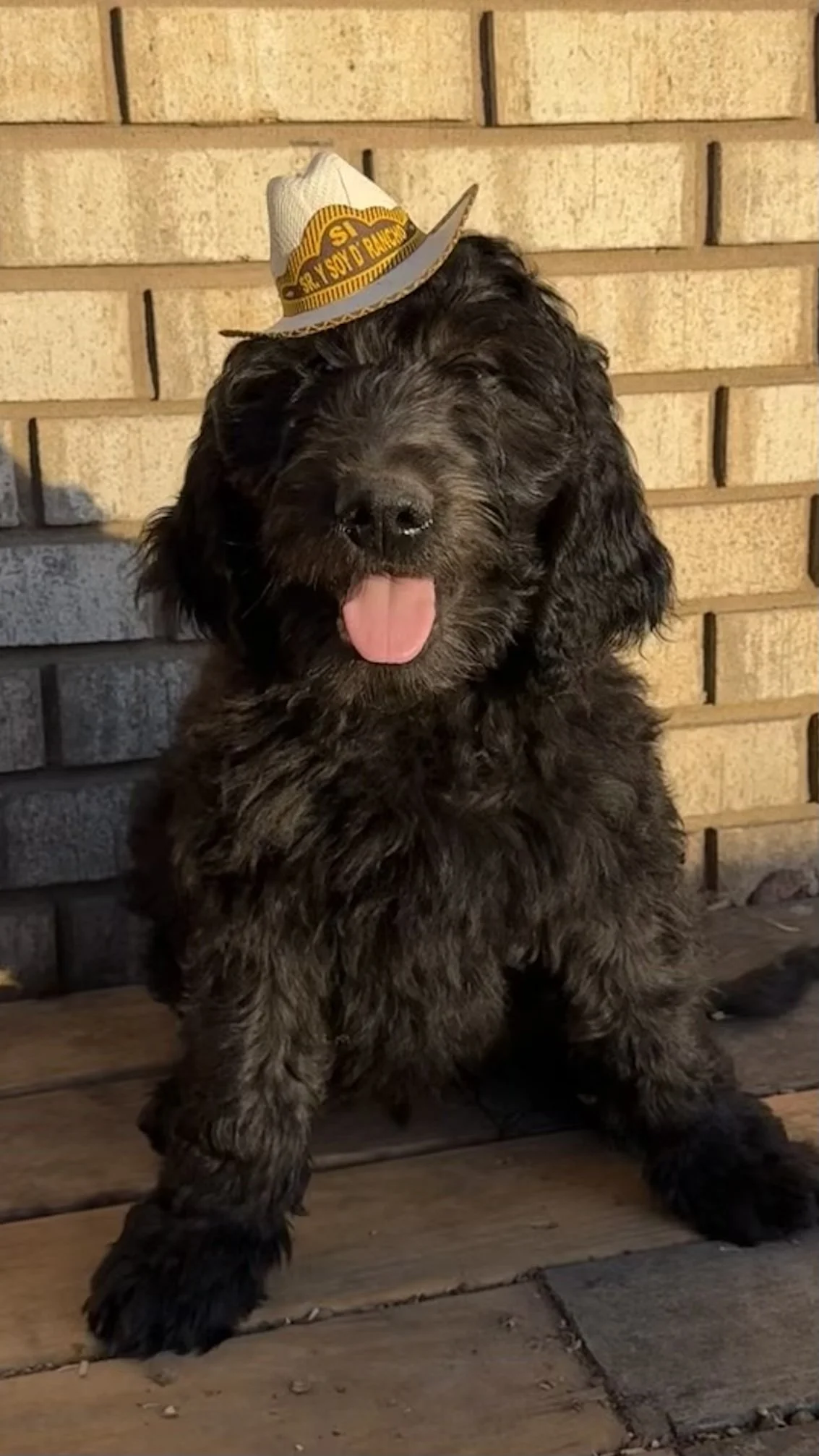 A black curly-haired puppy sitting on a wooden porch, wearing a small white firefighter hat with yellow and black text, in front of a brick wall.