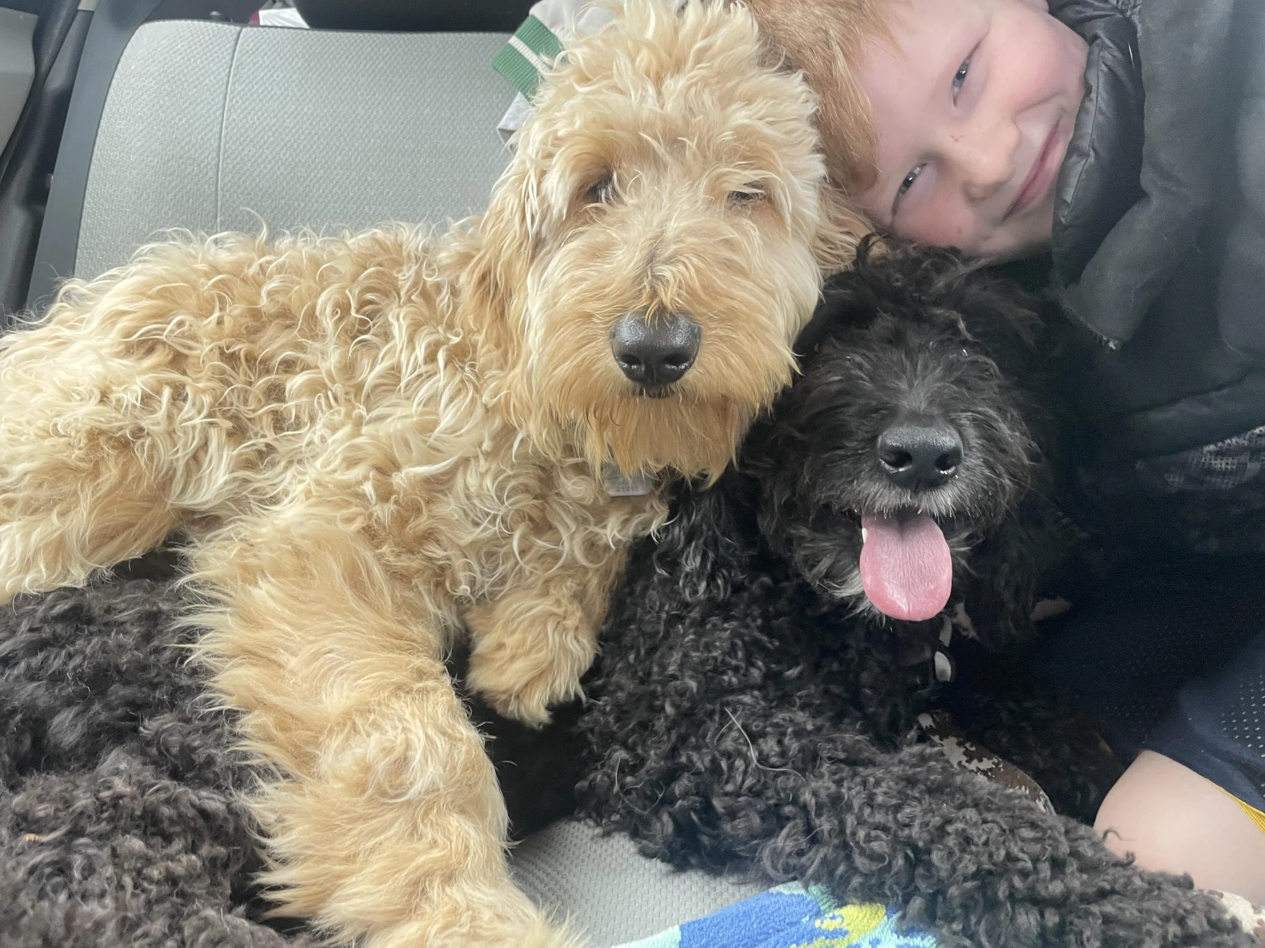 Goldendoodle and Bernedoodle sire and dame