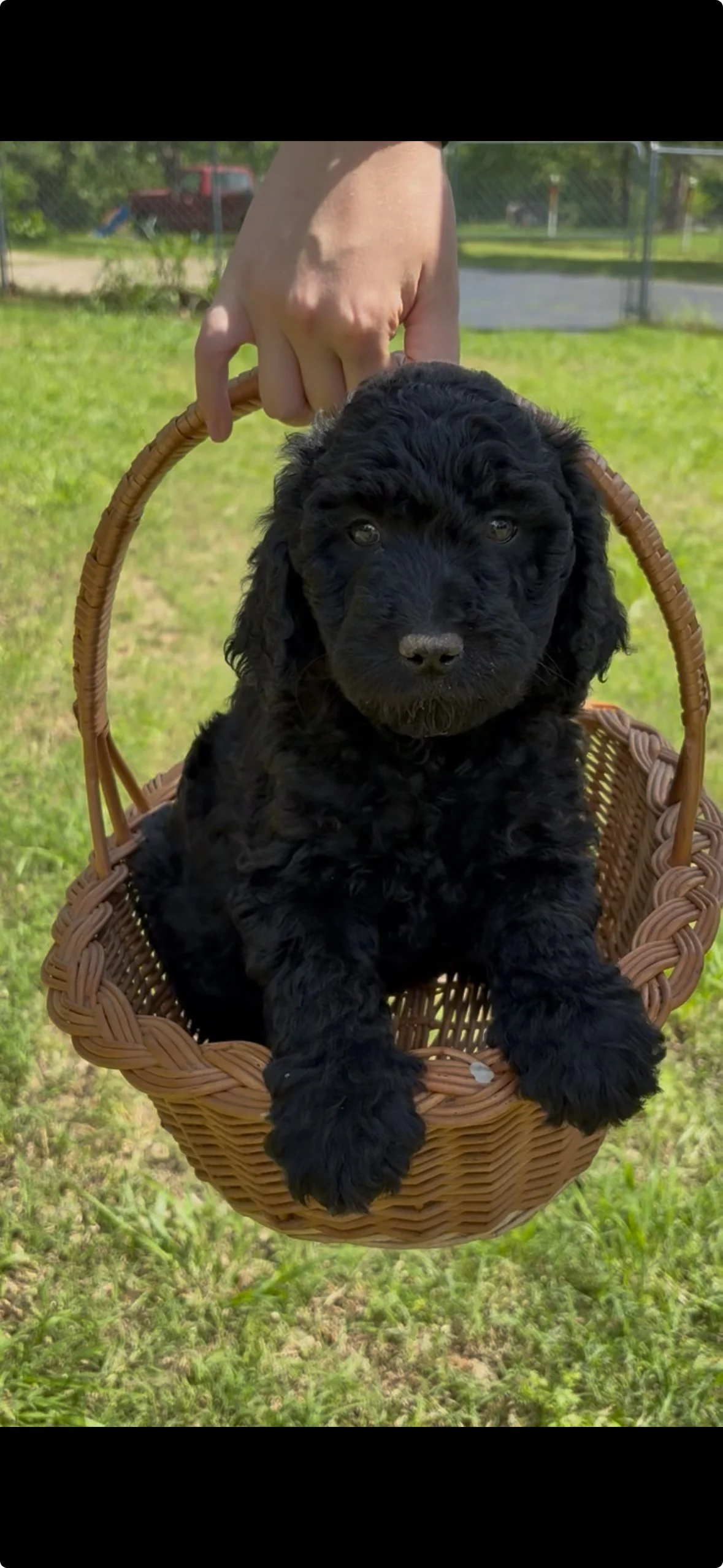 A black puppy sitting in a wicker basket outdoors on grass, with a person holding the handle, and a background of green trees and a chain-link fence.