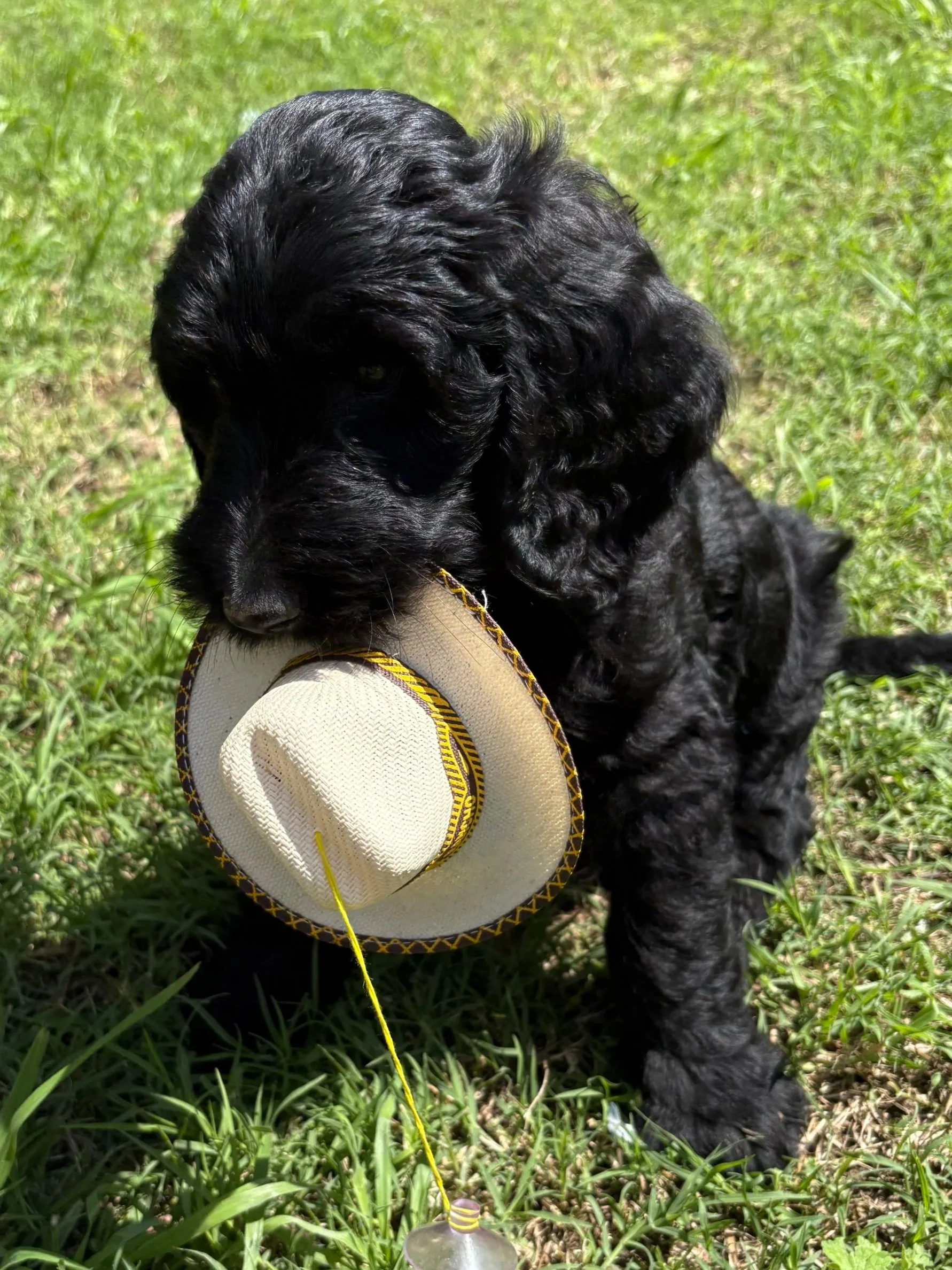 Close-up of a black curly-haired puppy wearing a beige hat with a yellow and black embroidered band, sitting on grass.