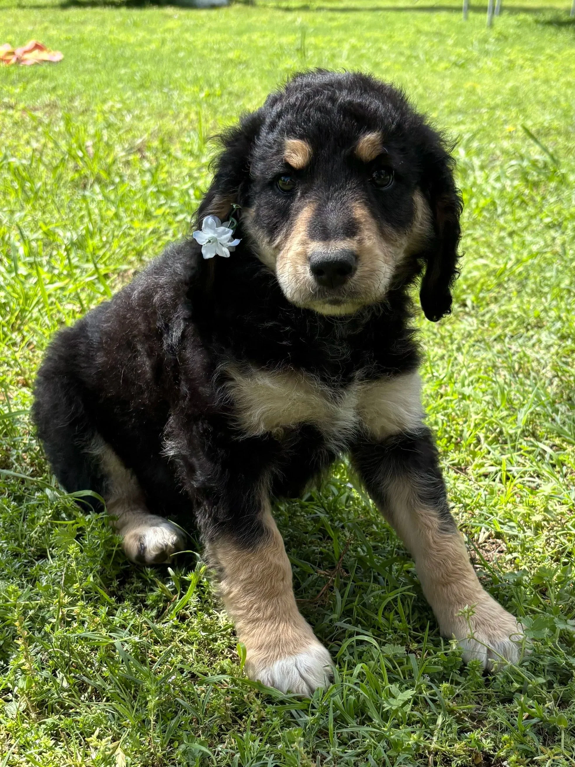 A cute black and tan puppy with a flower in its ear sitting on green grass in a sunny outdoor setting.