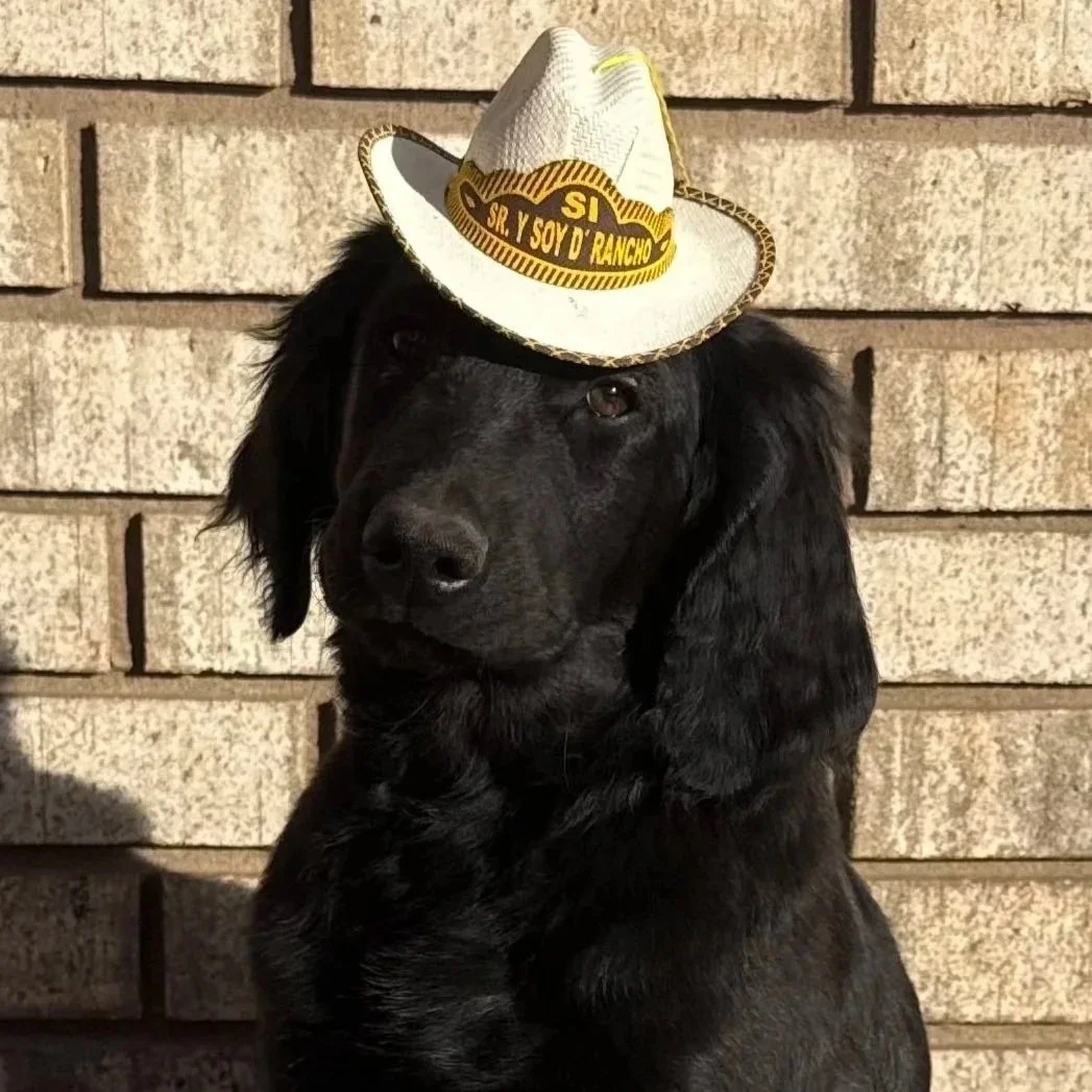 A black dog wearing a small cowboy hat with a yellow band and text, sitting in front of a brick wall.