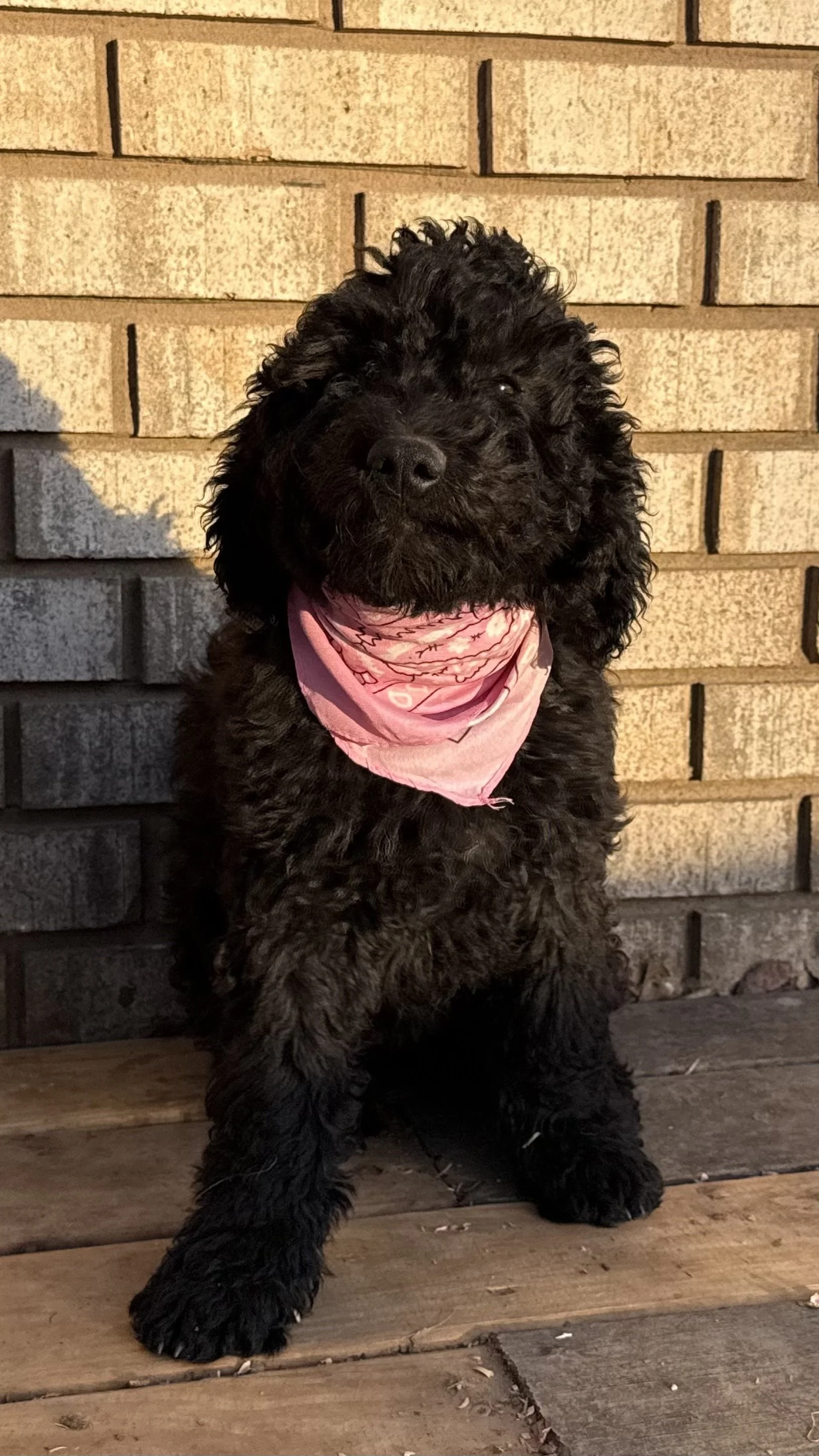 A black curly-haired puppy with a pink bandana sitting on wooden deck with a brick wall background.