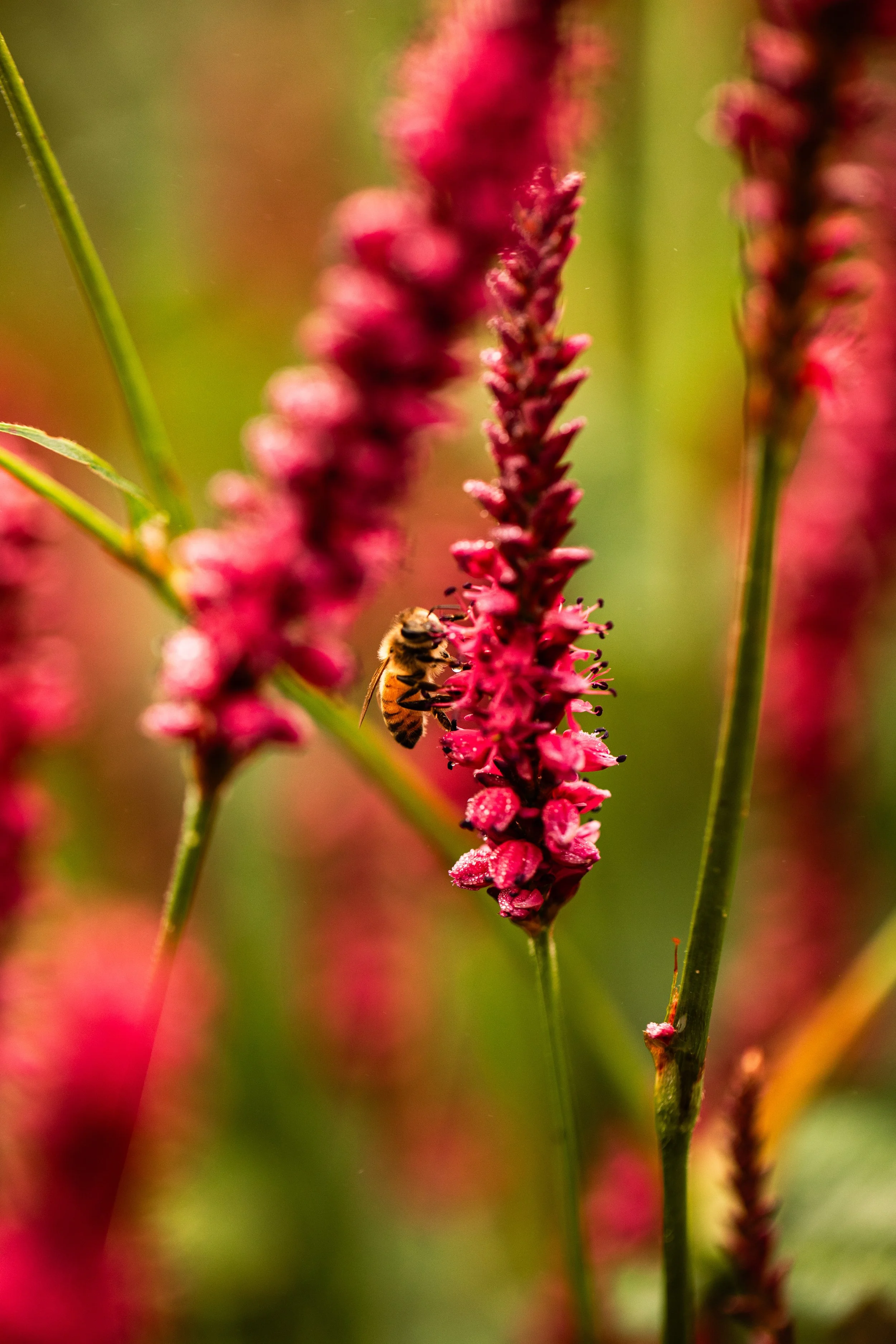 Kiani-Environment-23-5416.jpg
