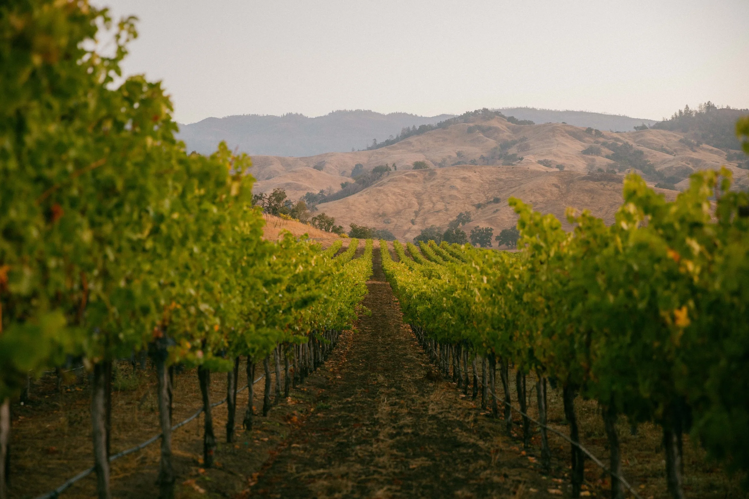 Beringer-231011-0204.jpg