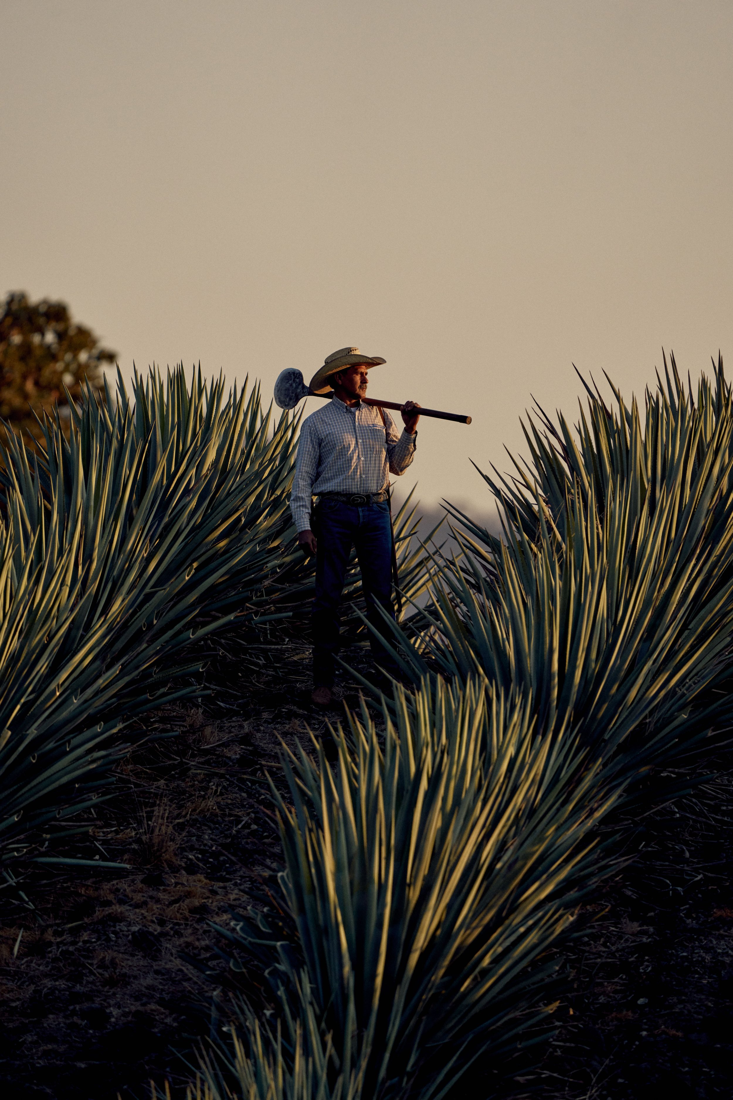A man with a wide-brimmed hat and plaid shirt carries a tool over his shoulder, walking through agave plants during sunset.