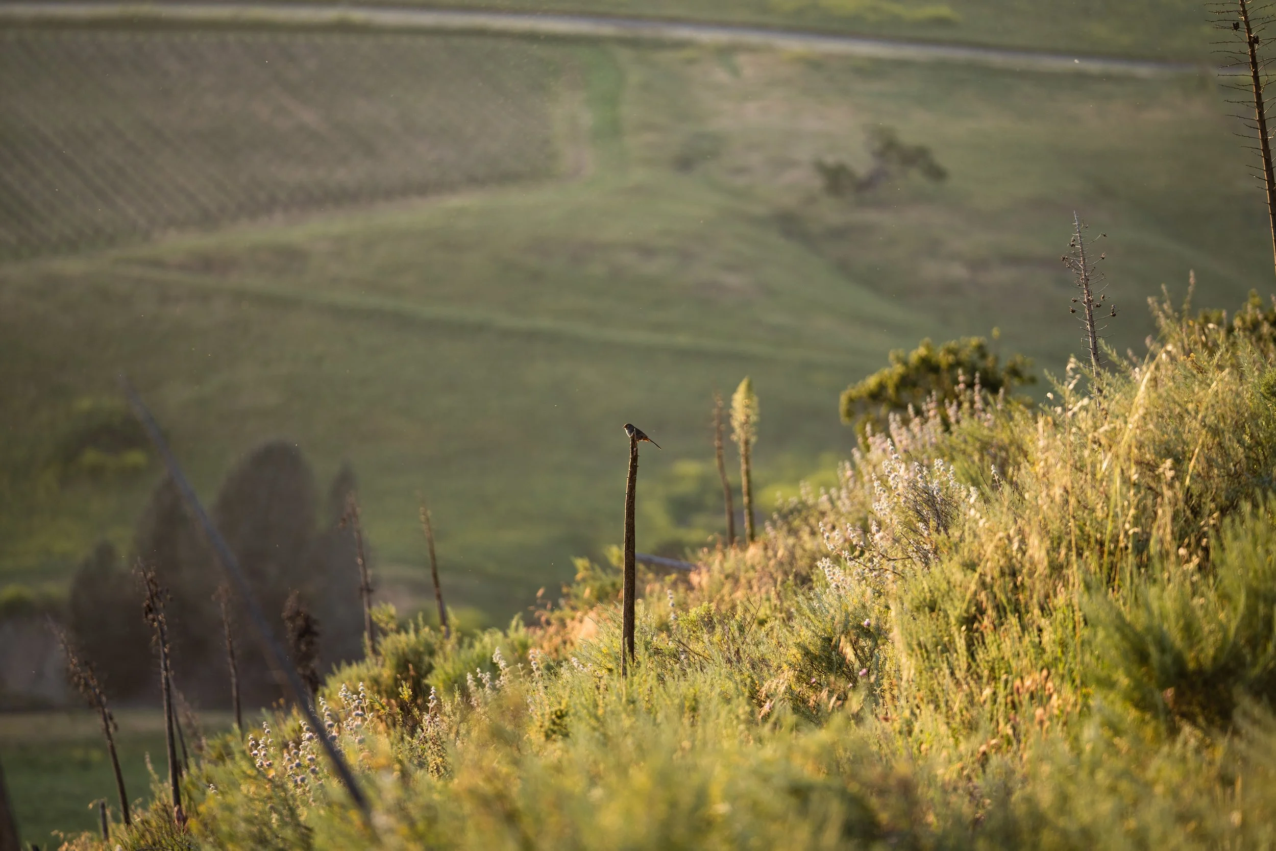 Kiani-Environment-23-05731.jpg