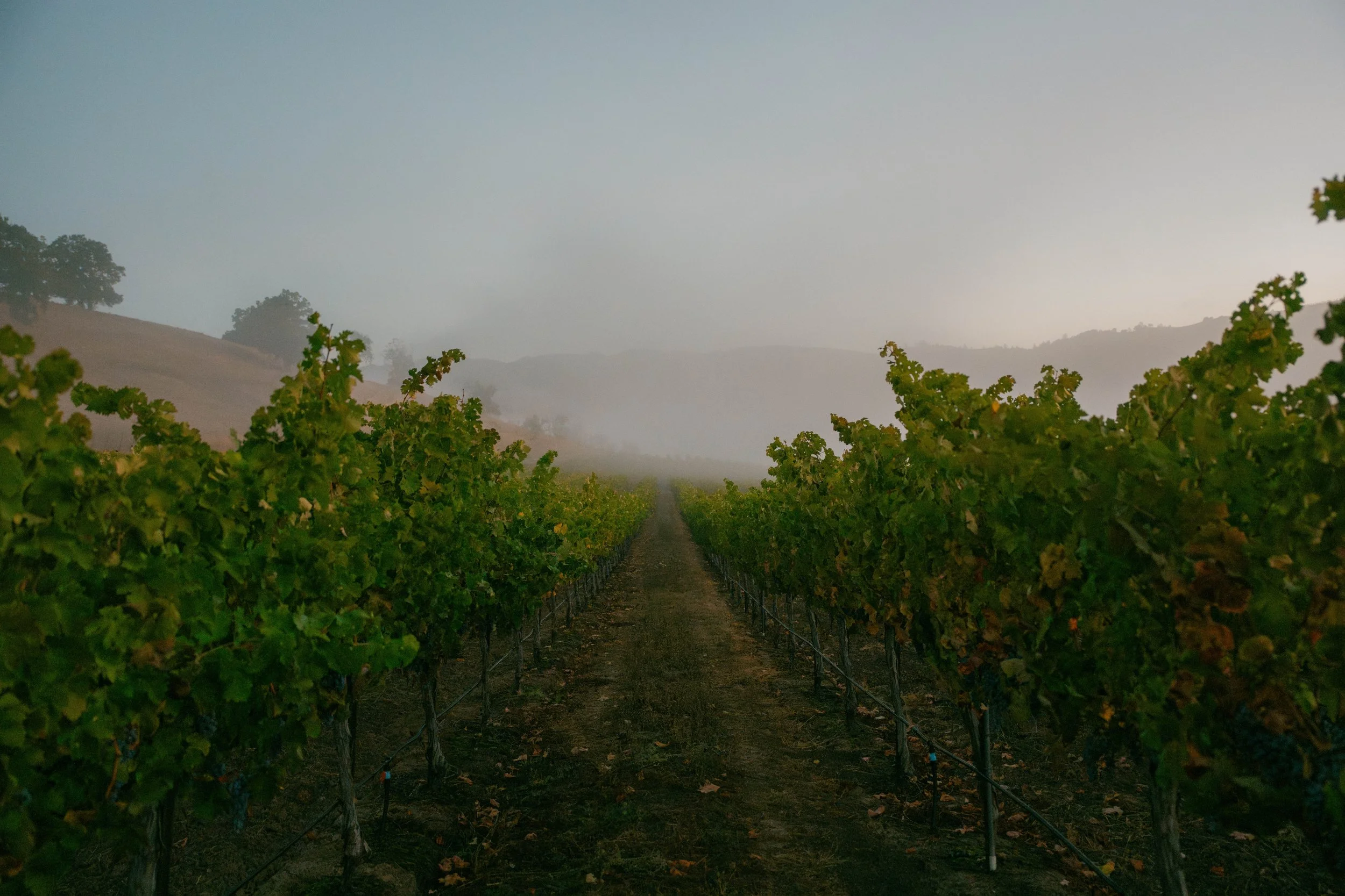 Beringer-231012--6.jpg