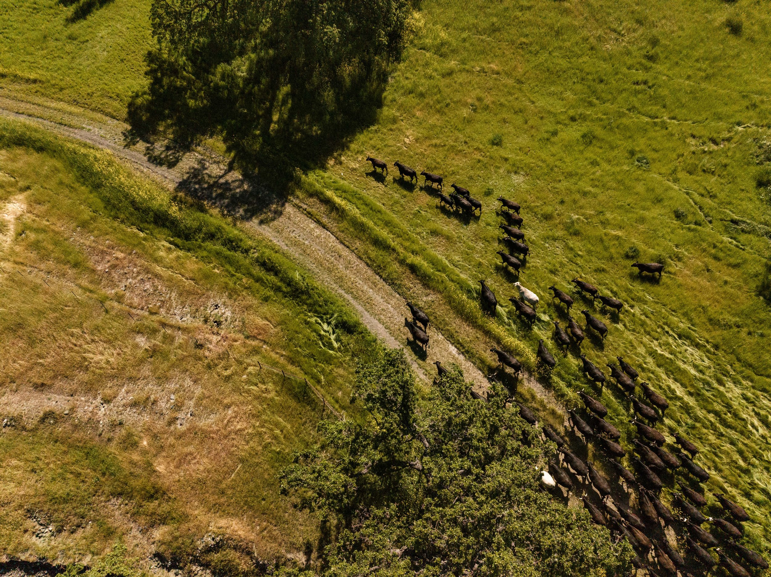 Kiani-Environment-23-0586.jpg