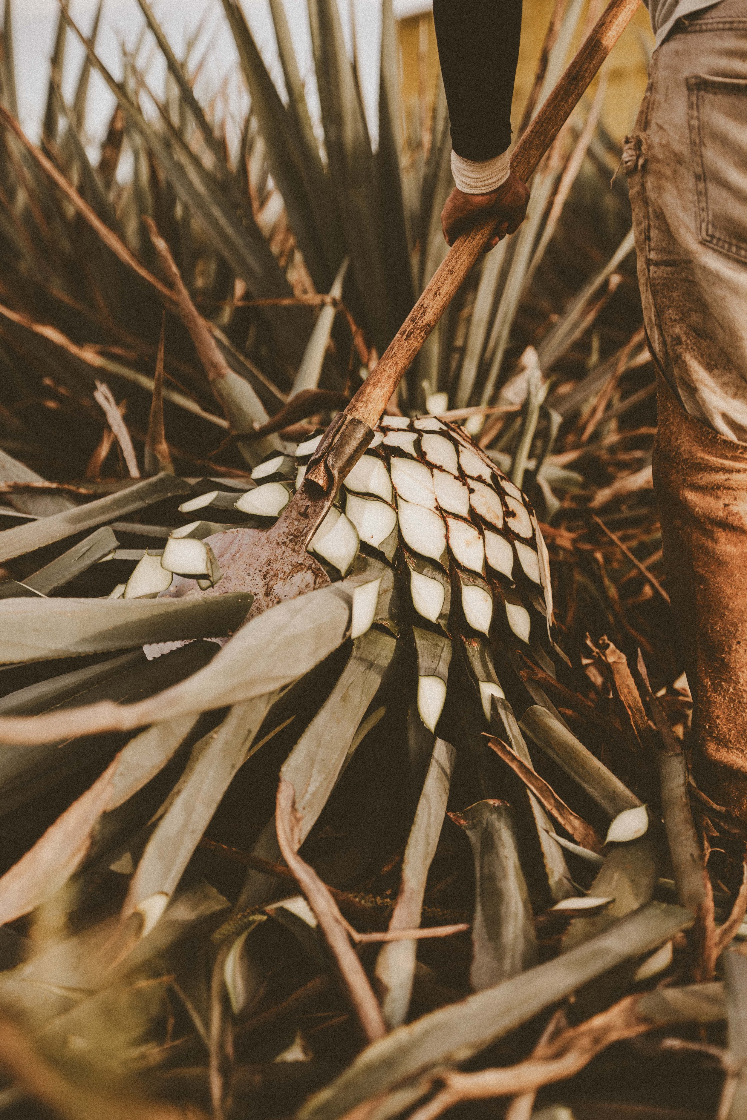 Tequila-Alderete-2025-47323.jpg