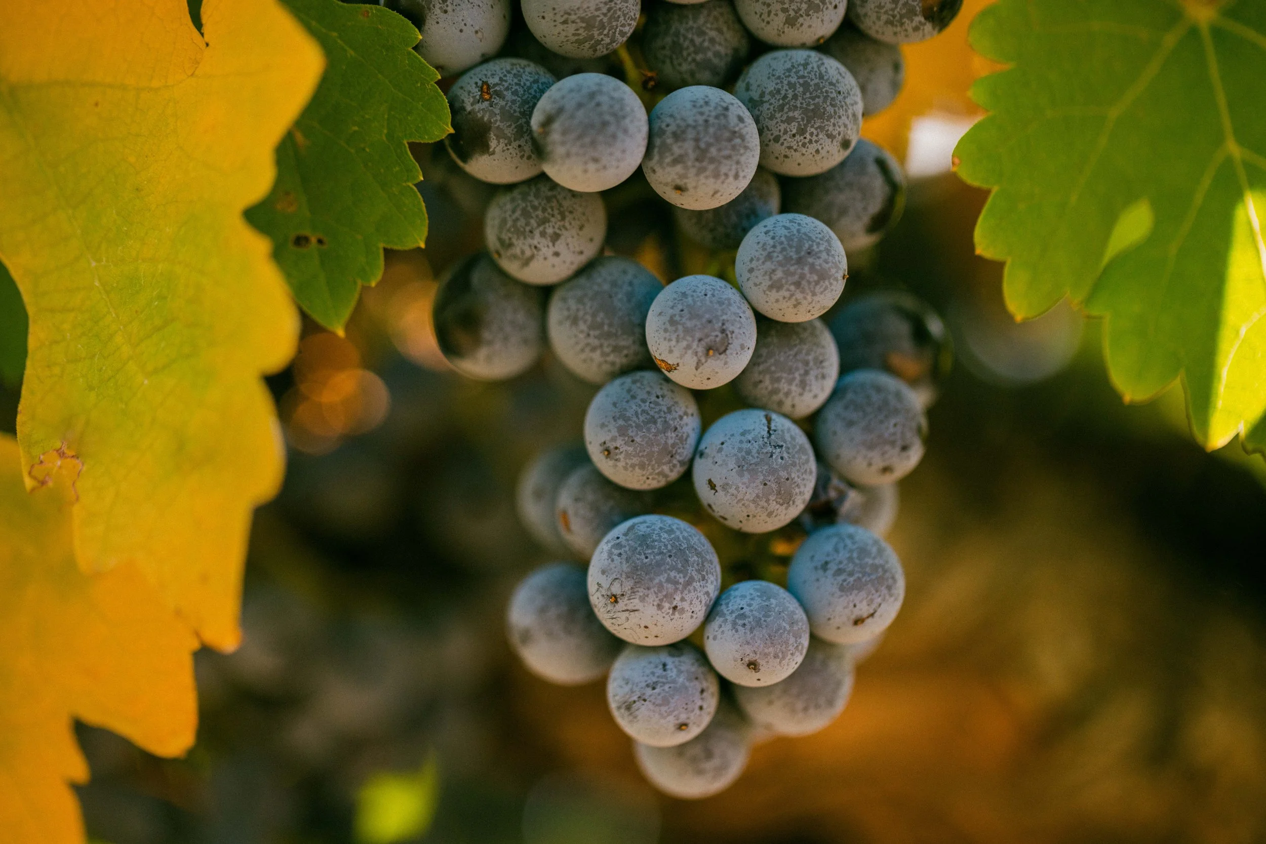 Beringer-231010-0047.jpg