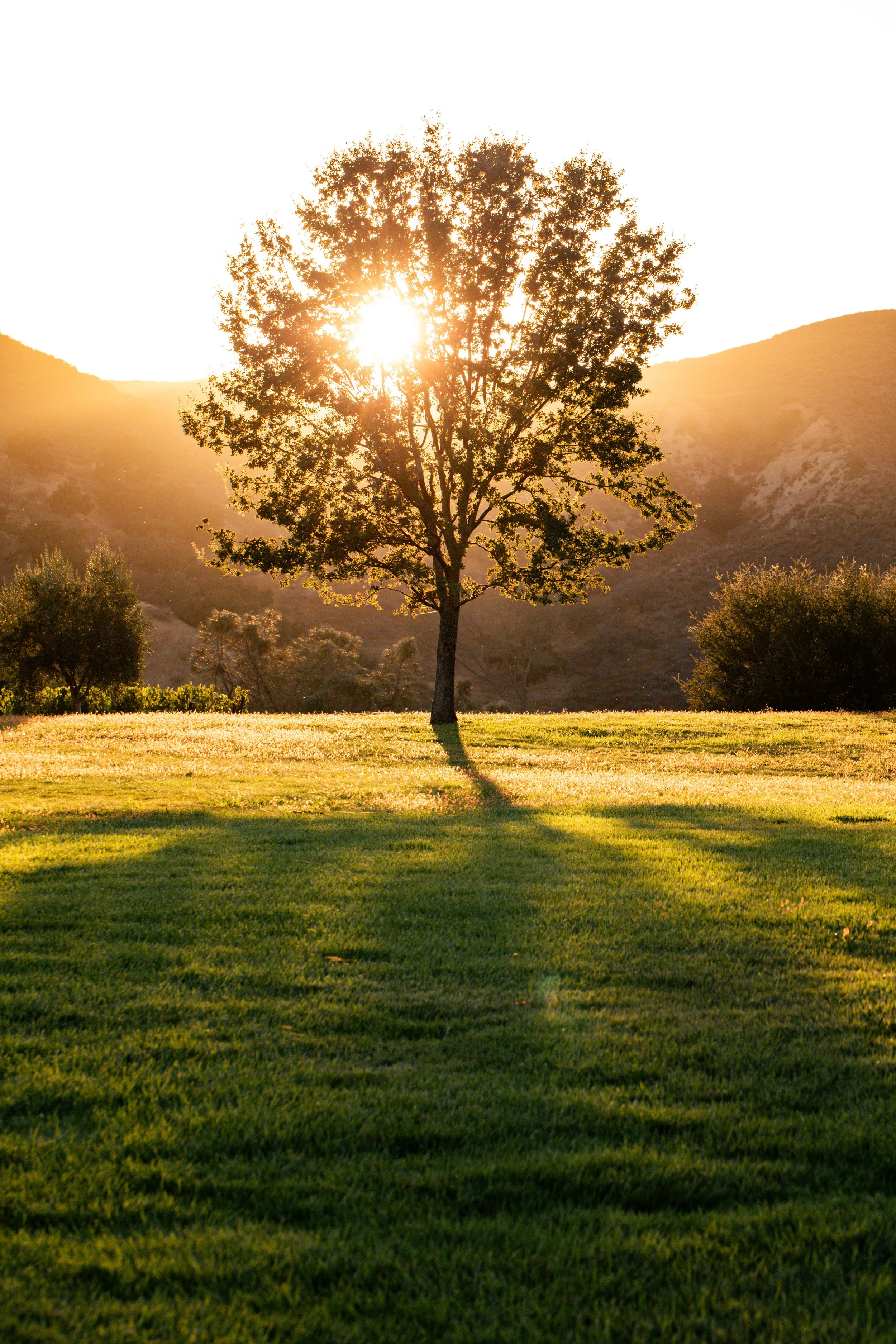 Kiani-Environment-23-6438.jpg