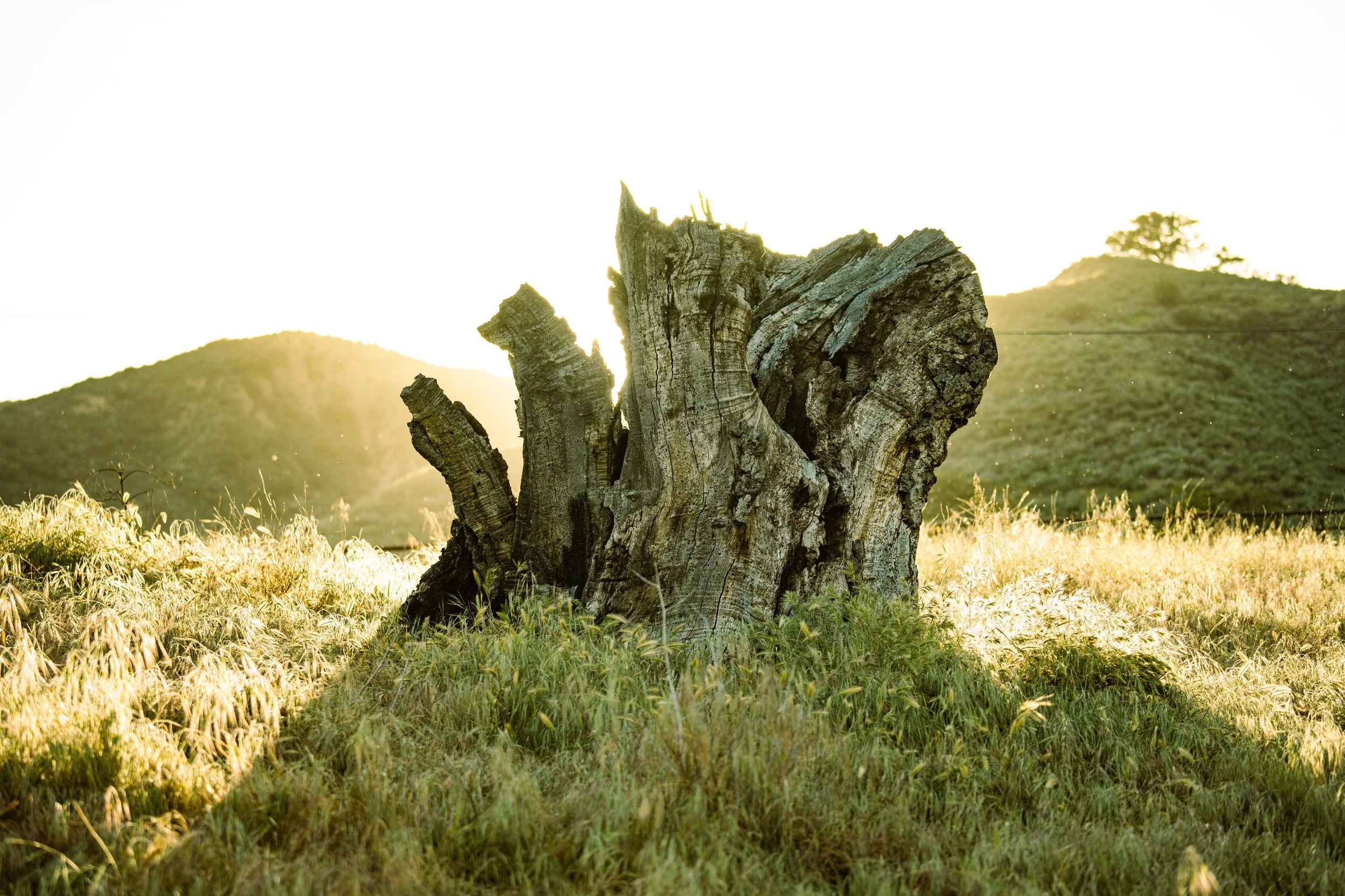 Kiani-Environment-23-05467.jpg