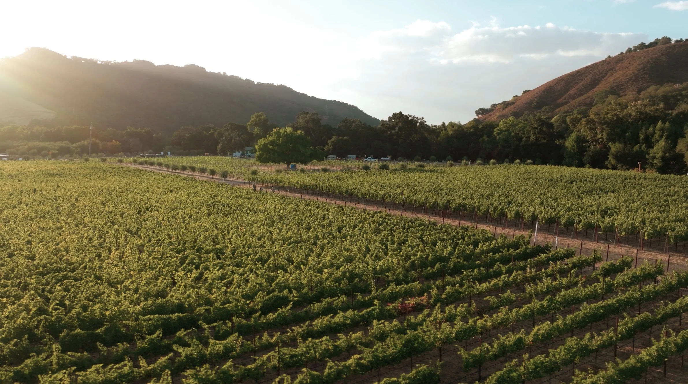 Vineyard with green grapevines and a large tree, set against rolling hills and a partly cloudy sky, illuminated by sunlight near sunset.