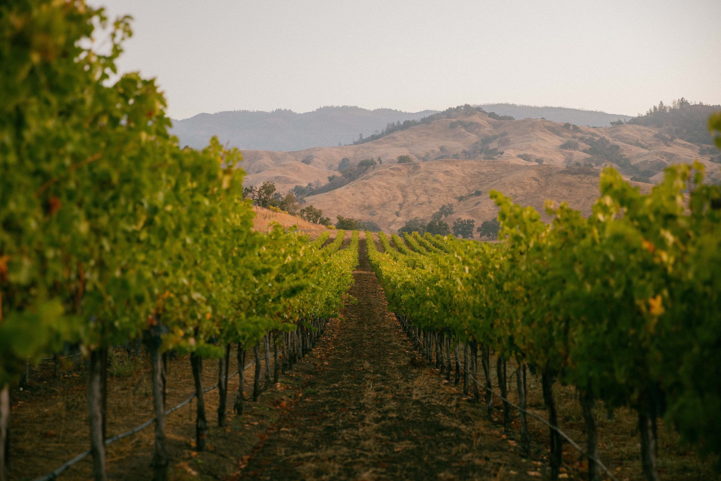 Beringer-231011-0204.jpg