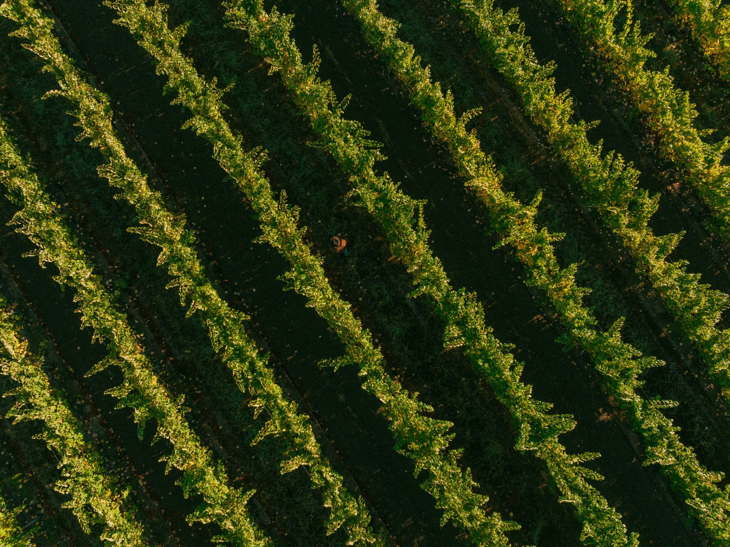 Beringer-231011-0934.jpg
