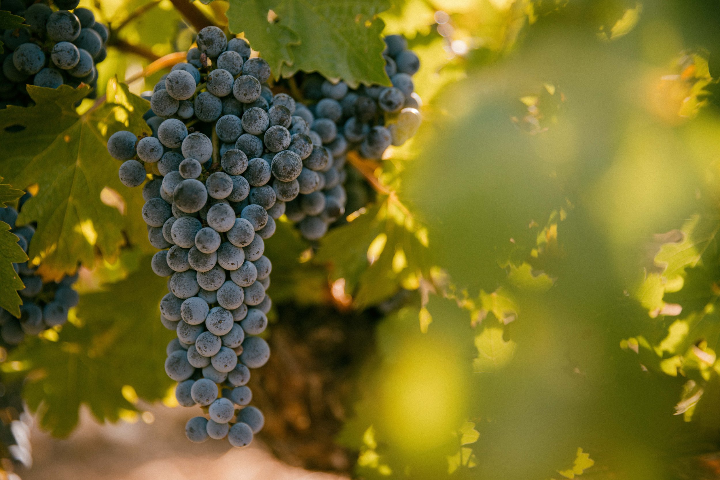 Beringer-231010-0013 (1).jpg