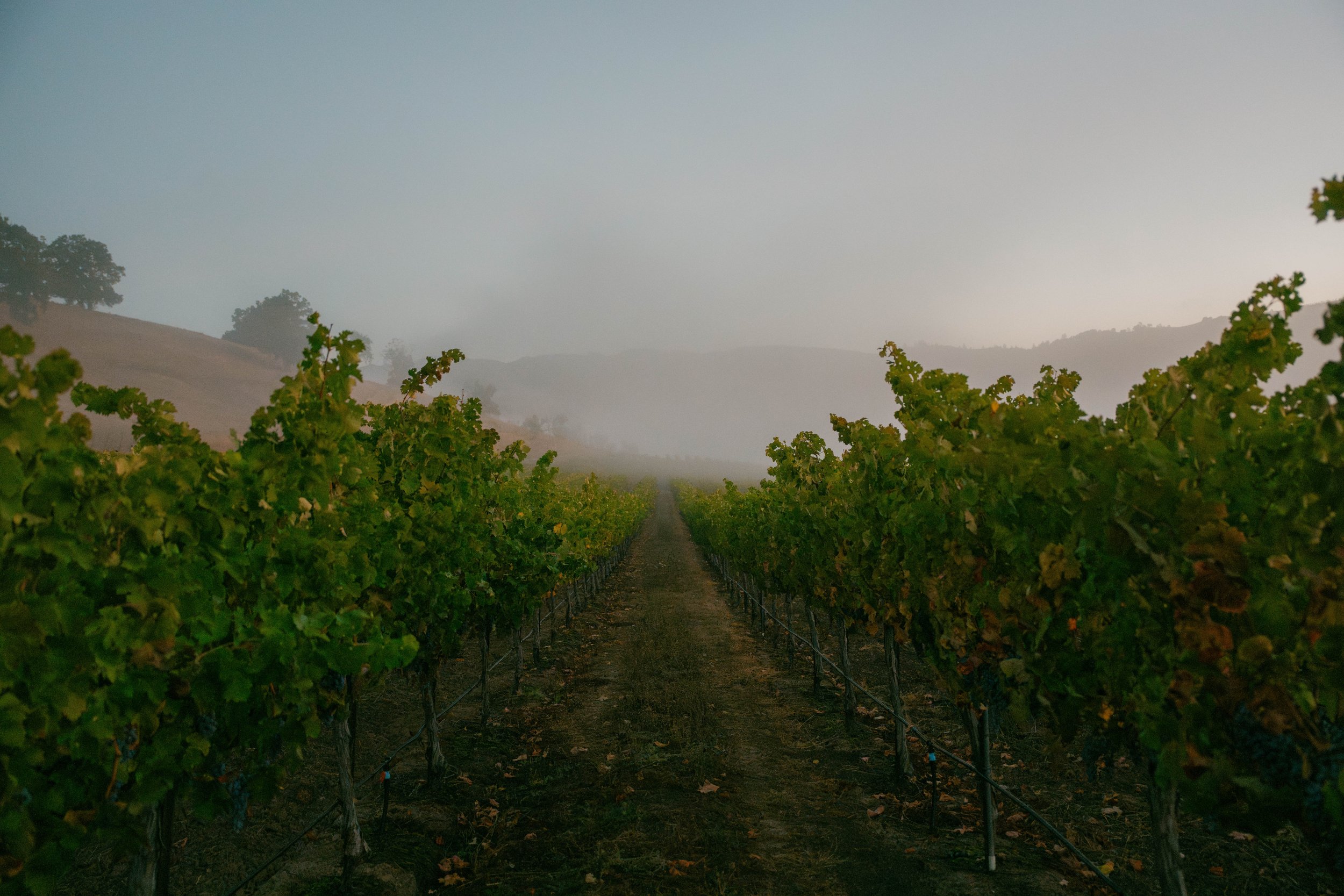 Beringer-231012--6.jpg