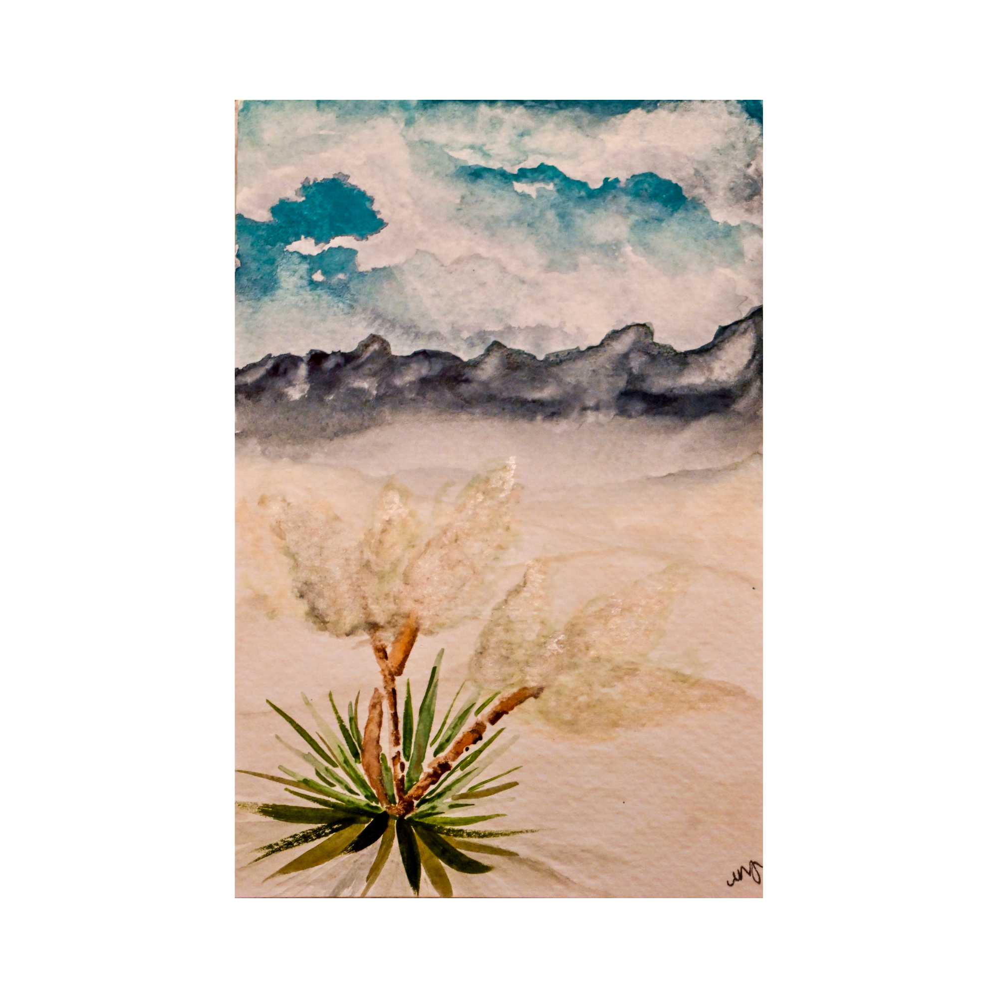 Yucca at White Sands