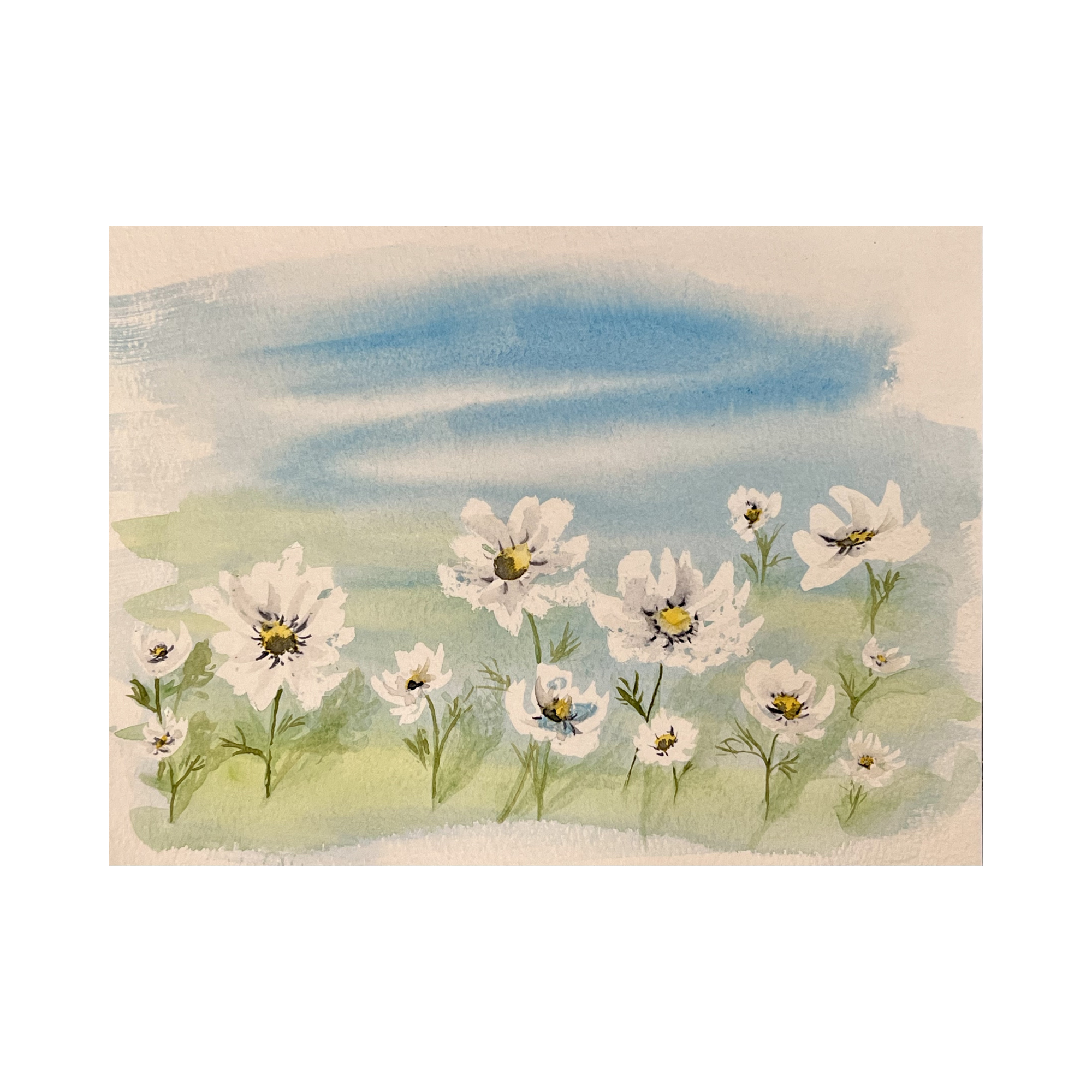 Daisy Field