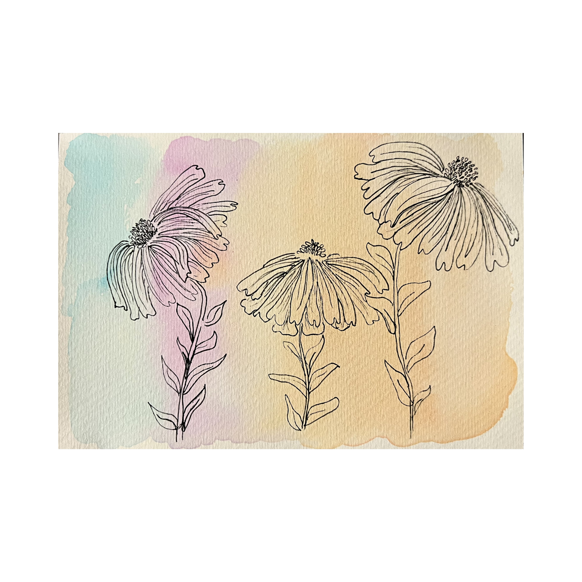 Pastel Daisy Trio