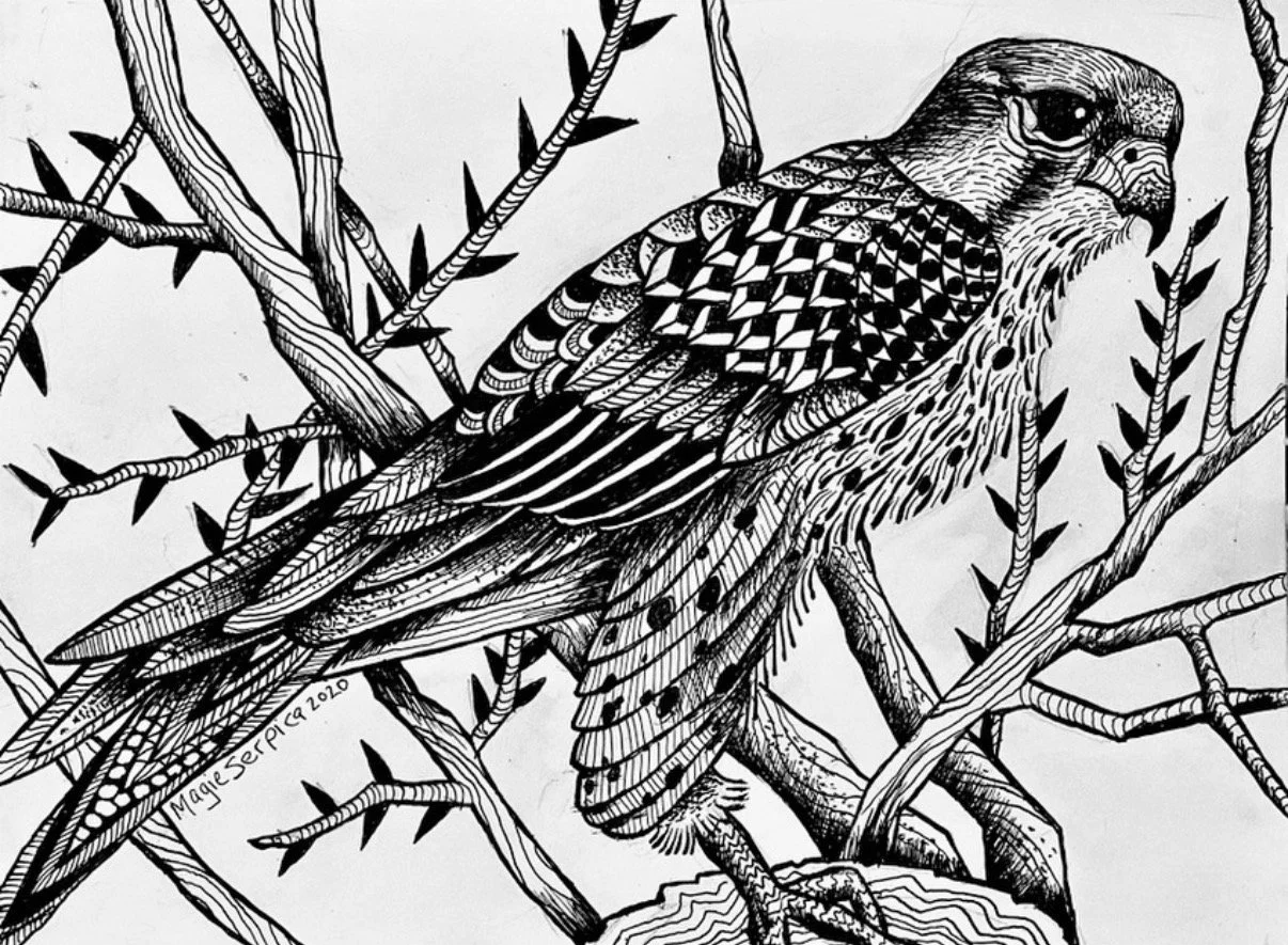 Peregrine Falcon, Covid series, dip pen on board, 2020