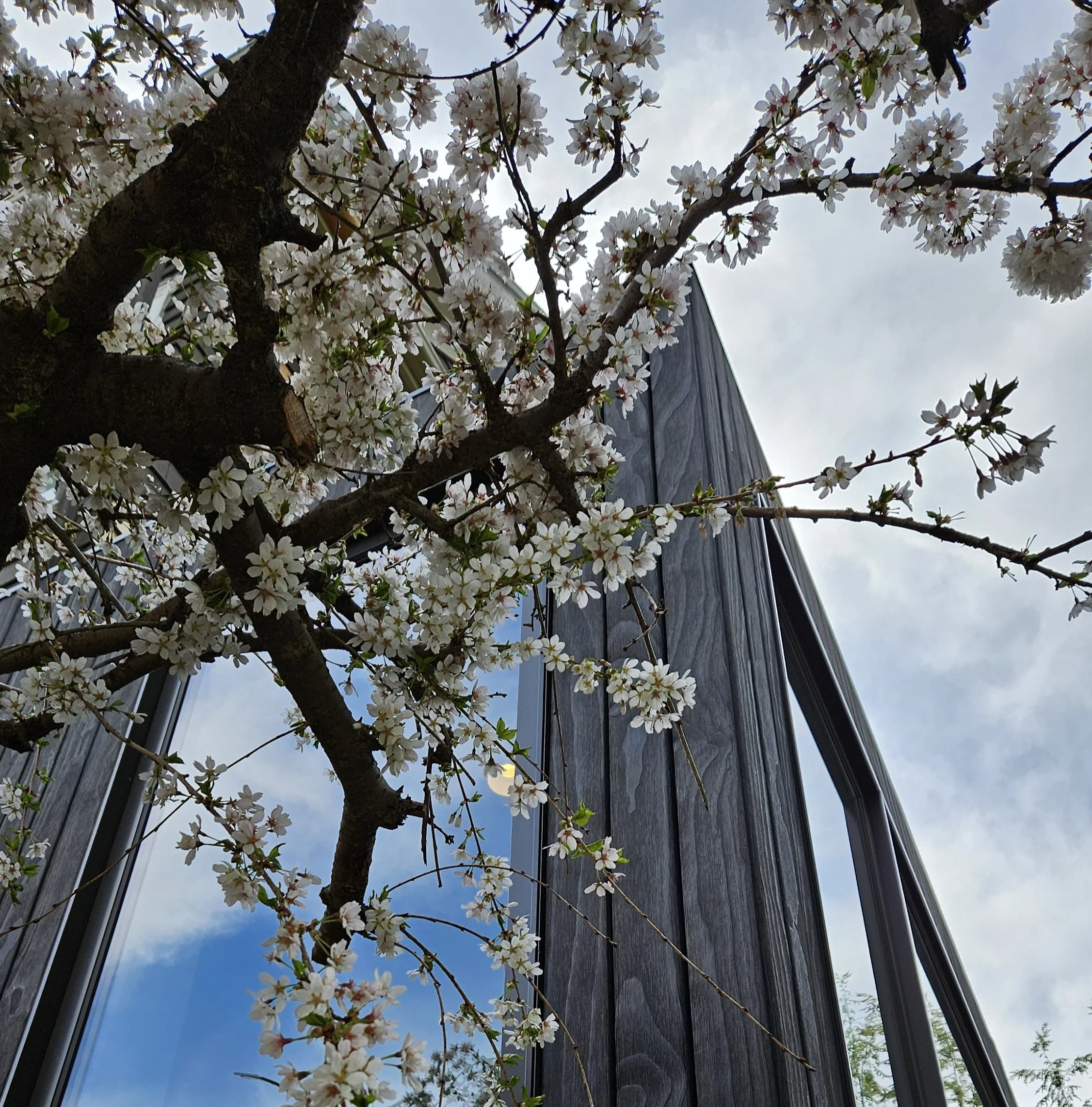 A tree with white blossoms growing beside a building, viewed from below with the sky and clouds above.