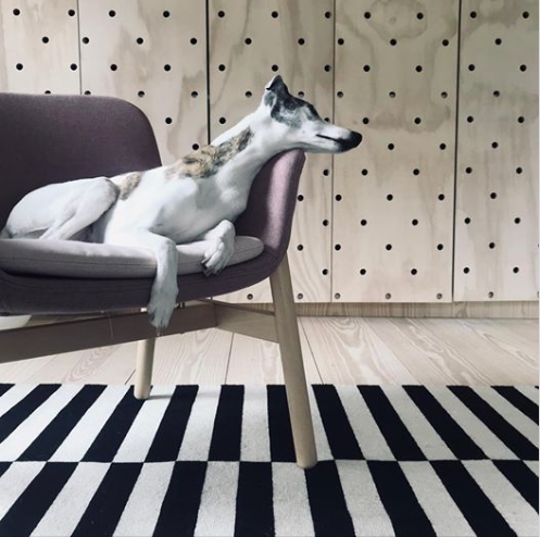 A dog lying on a modern gray armchair in a room with wooden walls and a black and white striped rug.