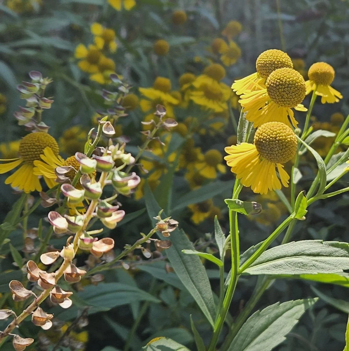 Close-up of yellow and purple wildflowers in a natural setting.