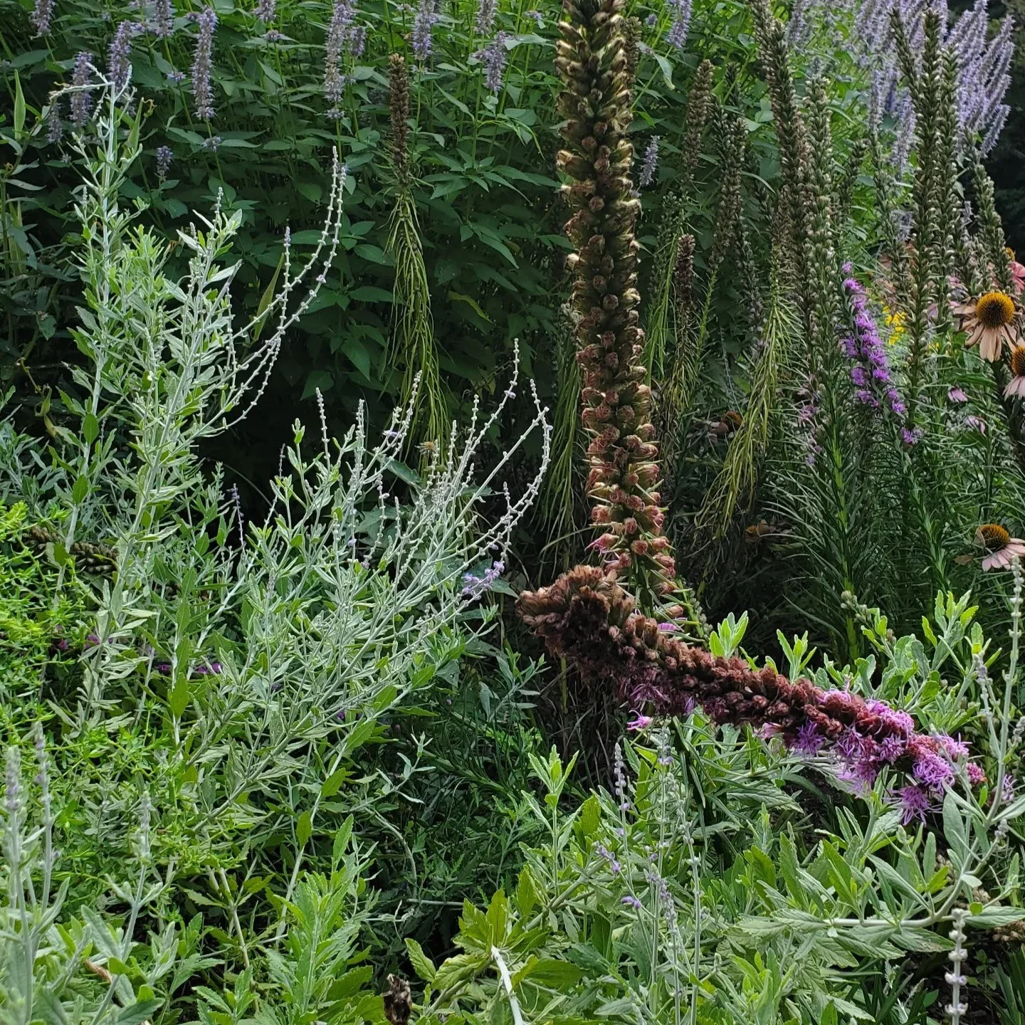 A lush garden filled with tall purple, pink, and white flowering plants and green foliage.