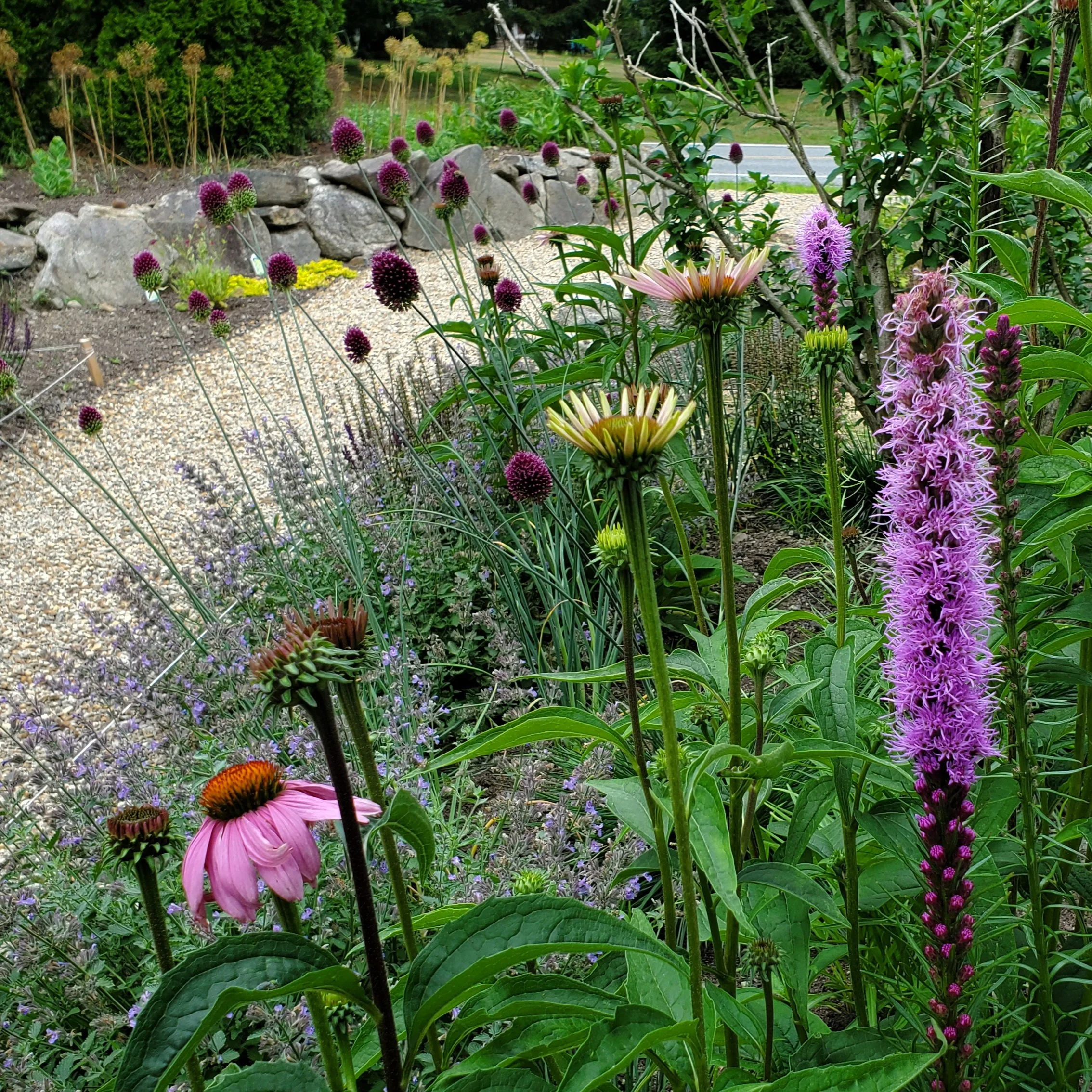 A colorful garden with various flowers, including purple, pink, and yellow blooms, and surrounding green foliage, with a stone border and a road in the background.