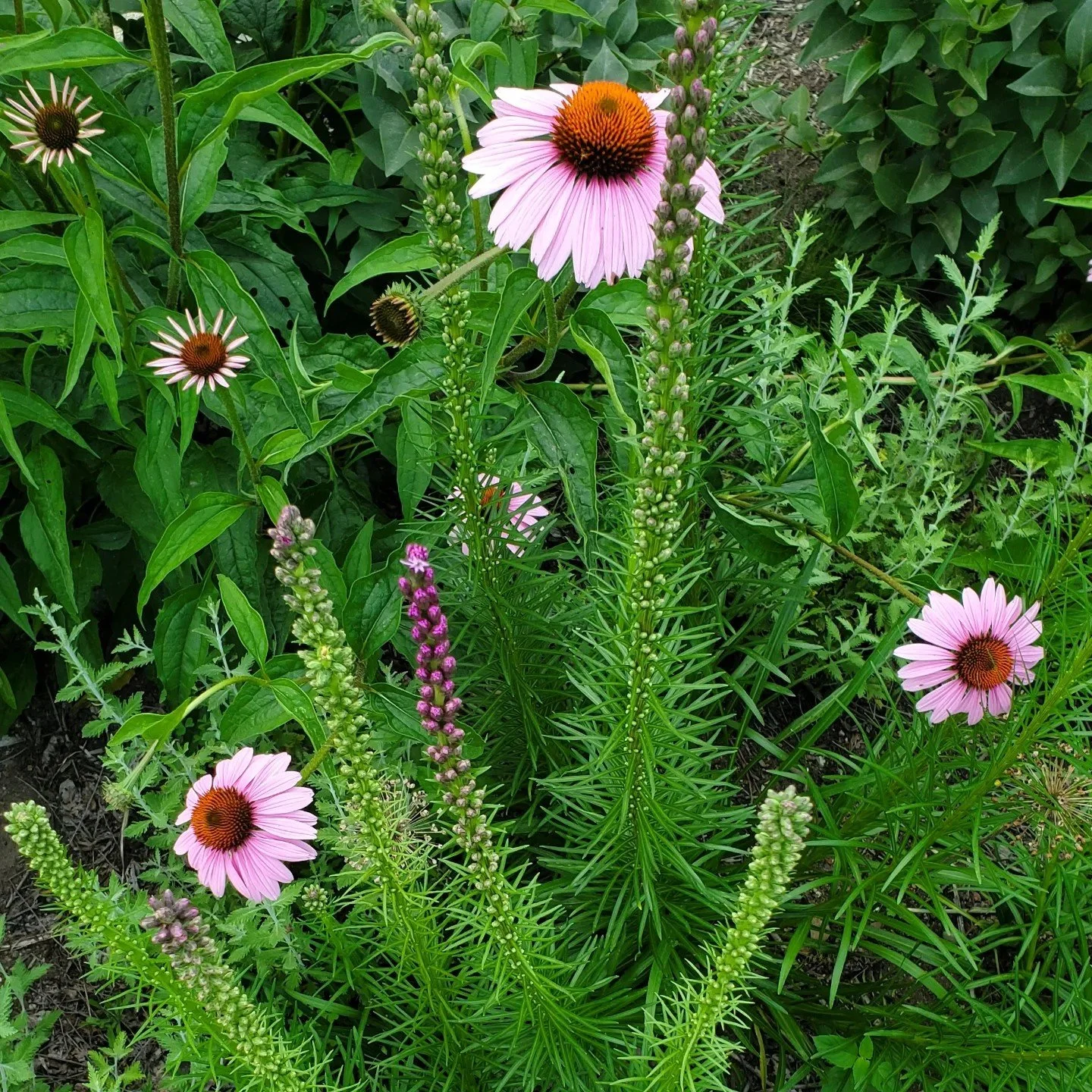 Pink cone flowers with dark centers and tall purple flowers with small buds among green foliage in a garden.