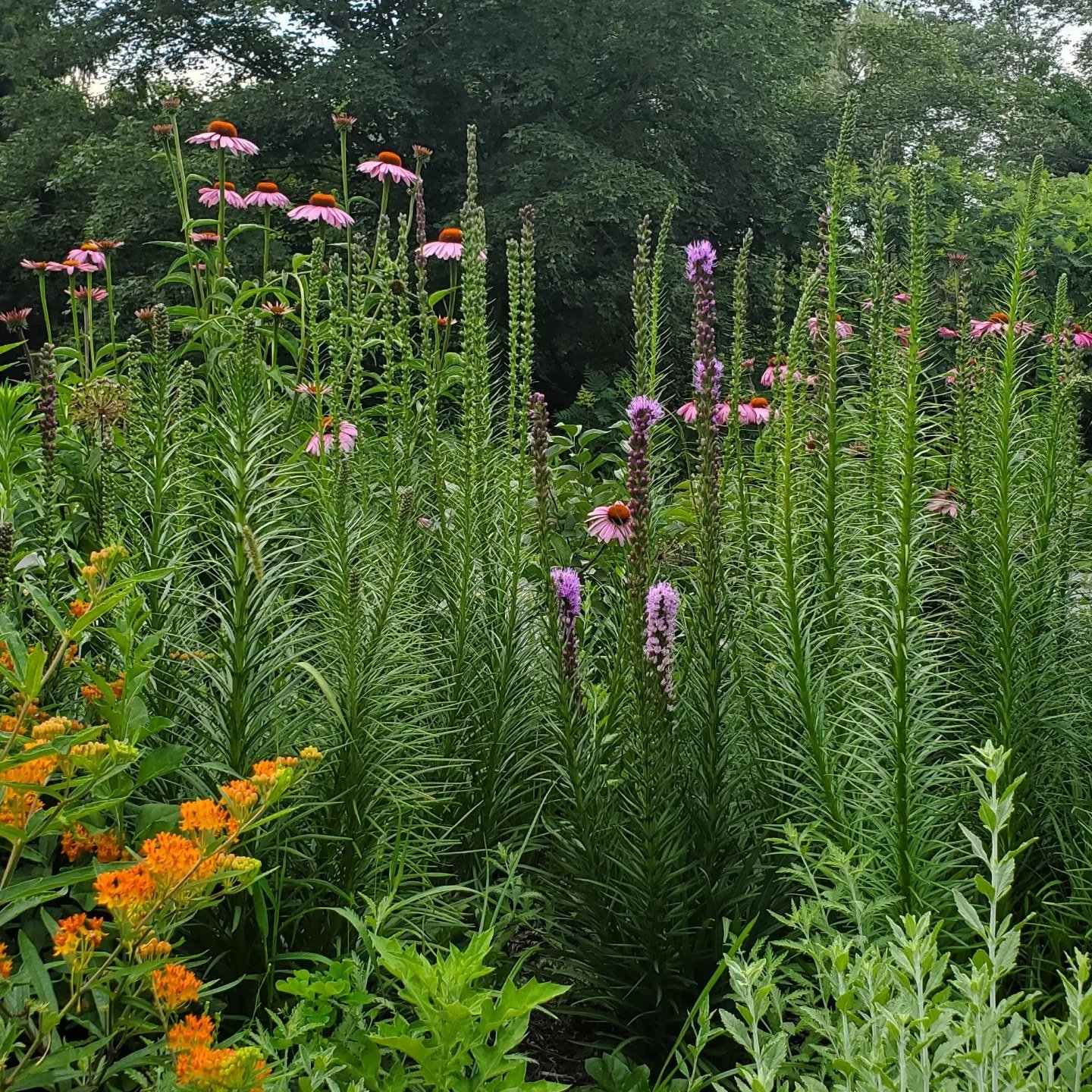 A variety of wildflowers, including purple coneflowers, lavender, and orange flowers, growing in a garden with green foliage and trees in the background.