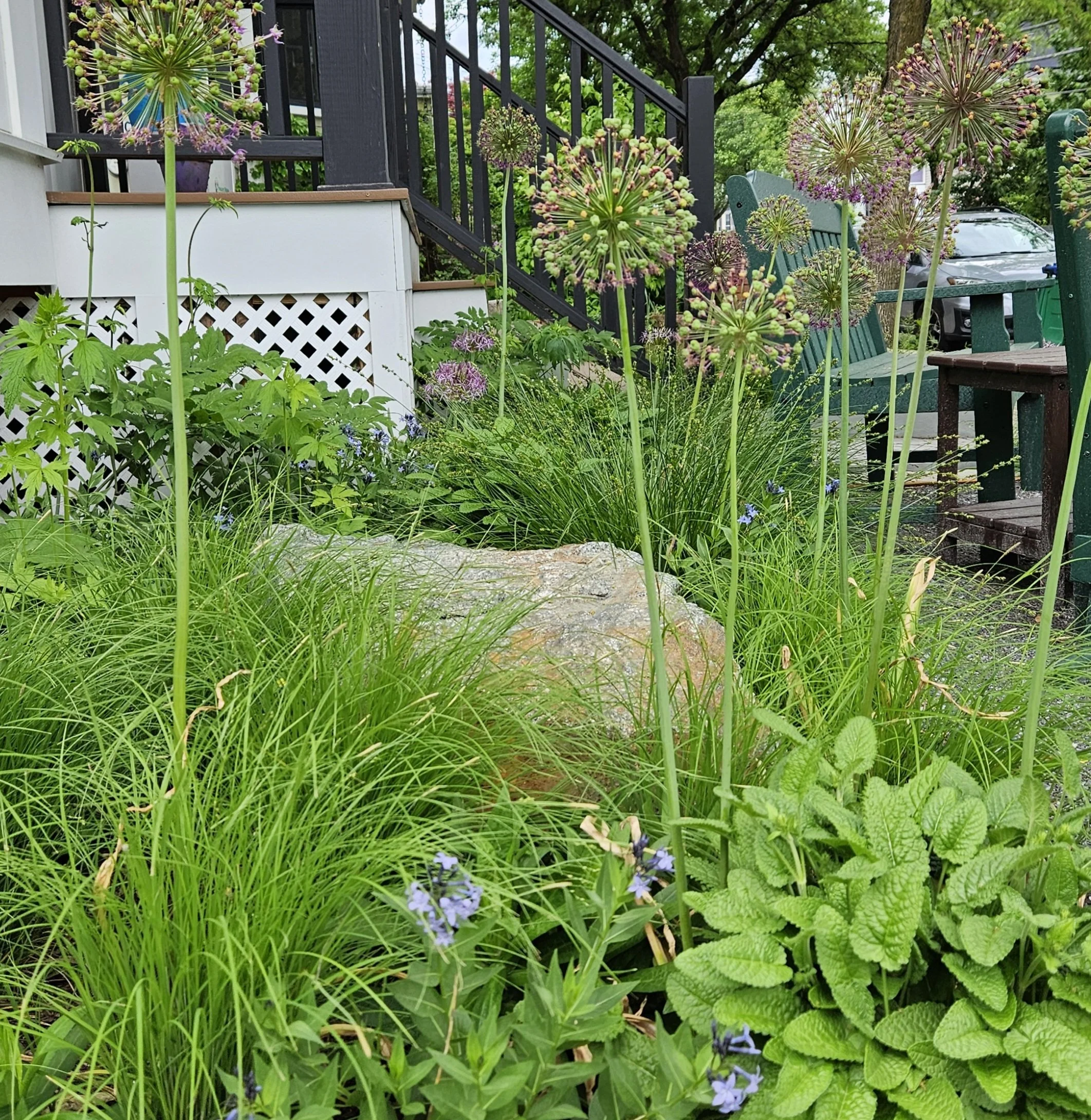 Garden with tall purple allium flowers, green foliage, and a wooden bench near a house with black steps, green trees, and a parked car in the background.