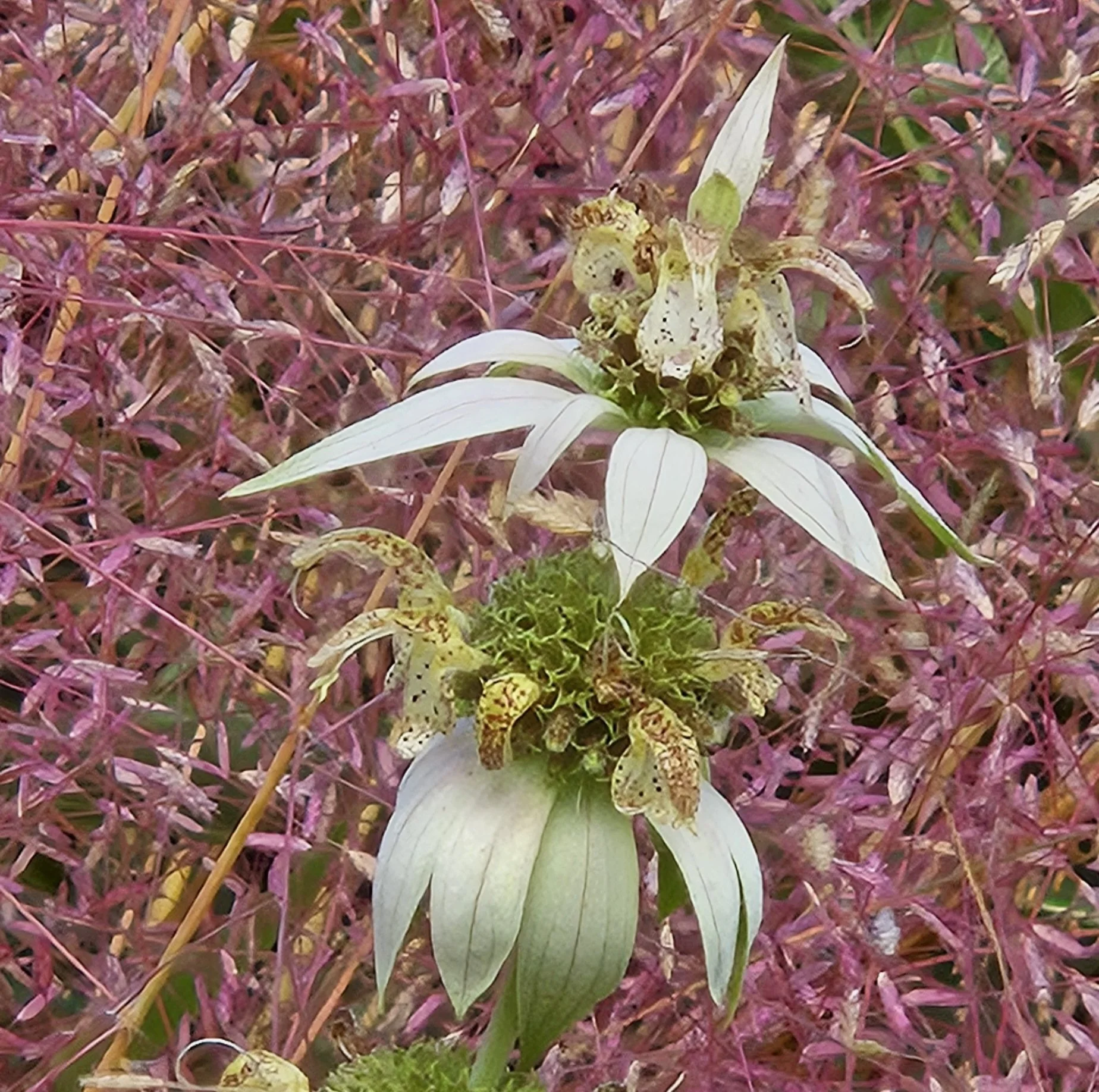 A white flower with green leaves surrounded by multiple small yellow butterflies with black spots on their wings.