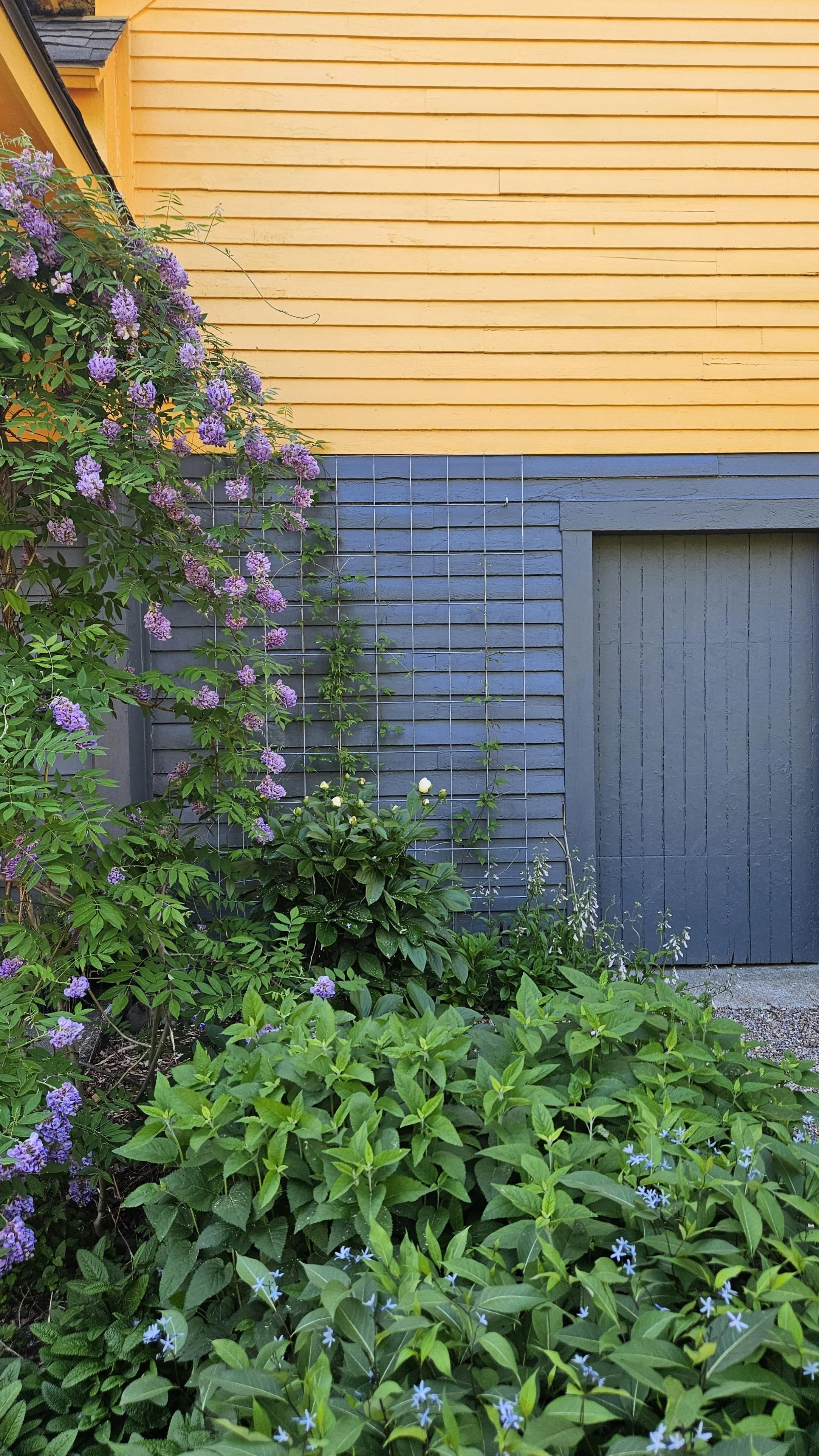 A yellow house with blue accents and neighboring blue door, alongside lush green plants and purple flowers.