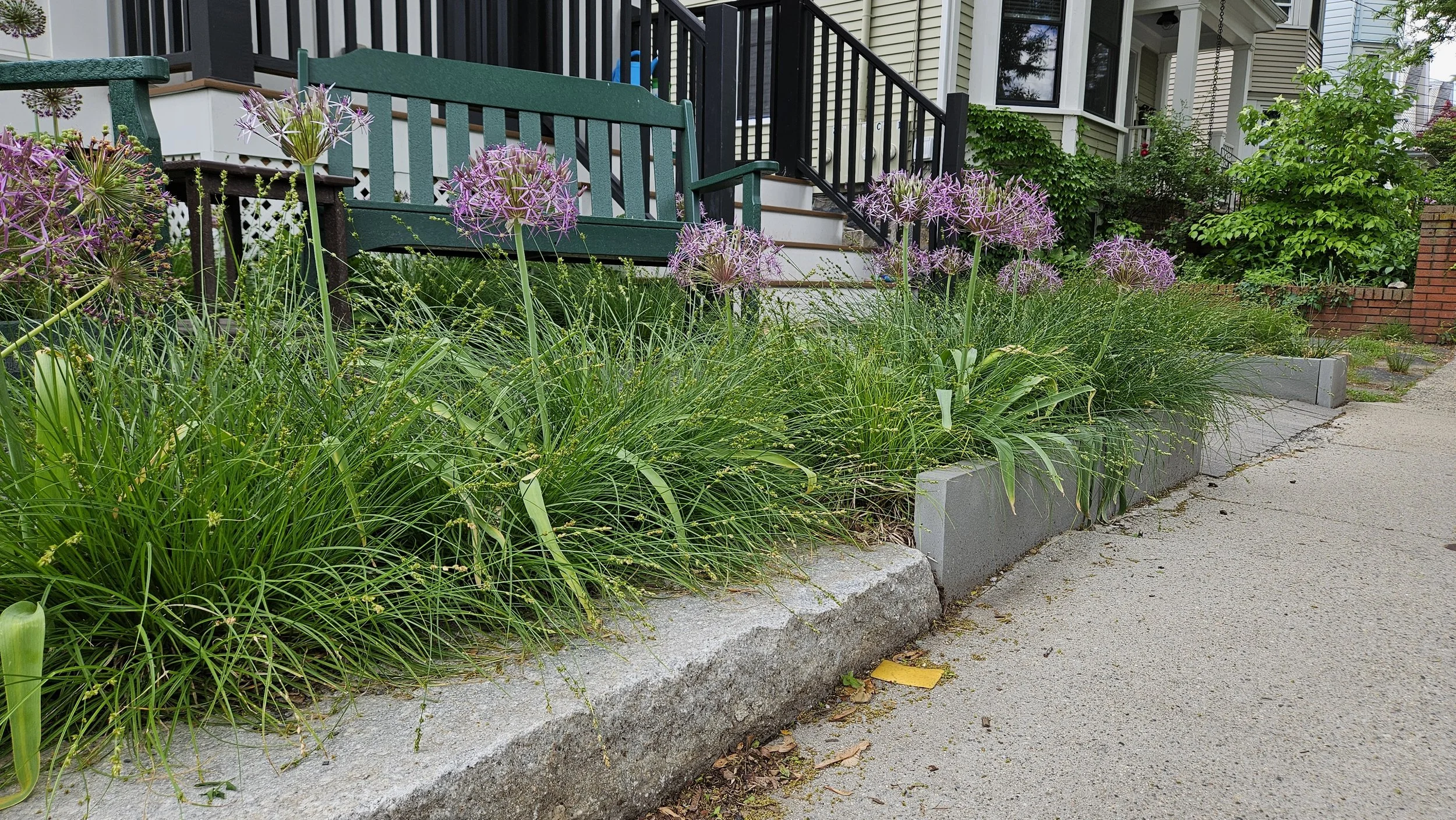 Urban front yard with flowering purple allium plants, concrete border, sidewalk, residential houses, green foliage, and garden steps.